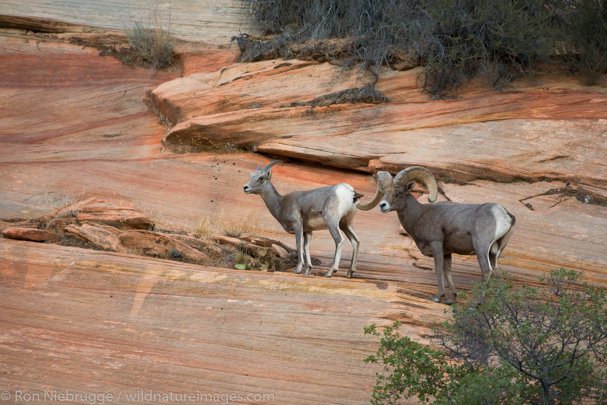 Peninsular Bighorn Sheep, Zion National Park, Utah.