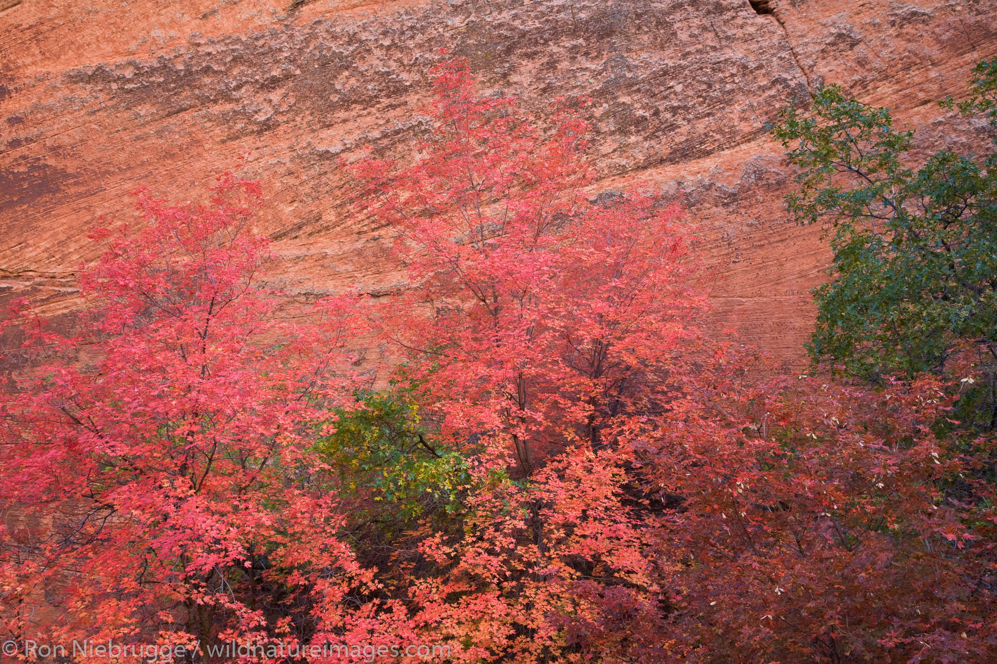 Autumn colors, Zion National Park, Utah.