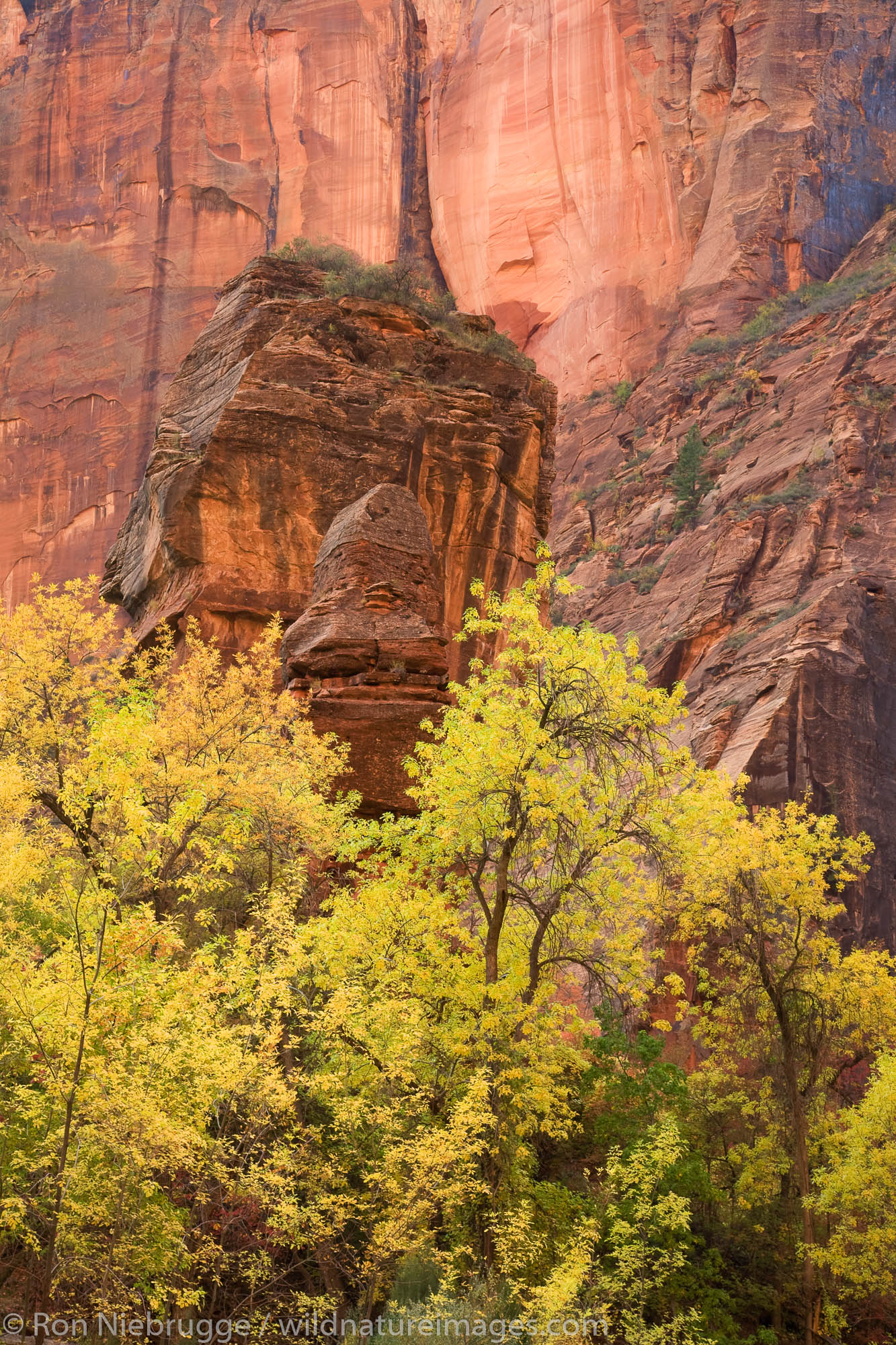The Virgin River in the Temple of Sinawava, Zion National Park, Utah.