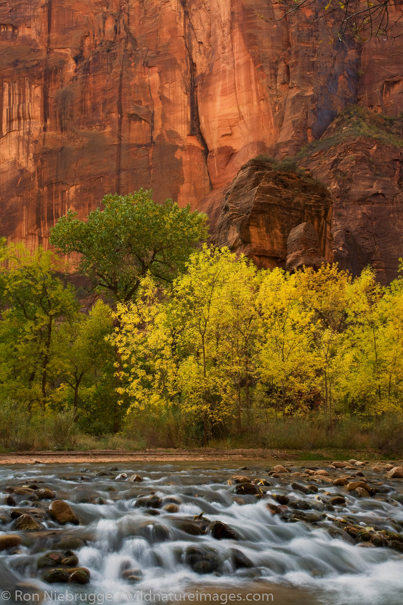 The Virgin River in the Temple of Sinawava, Zion National Park, Utah.