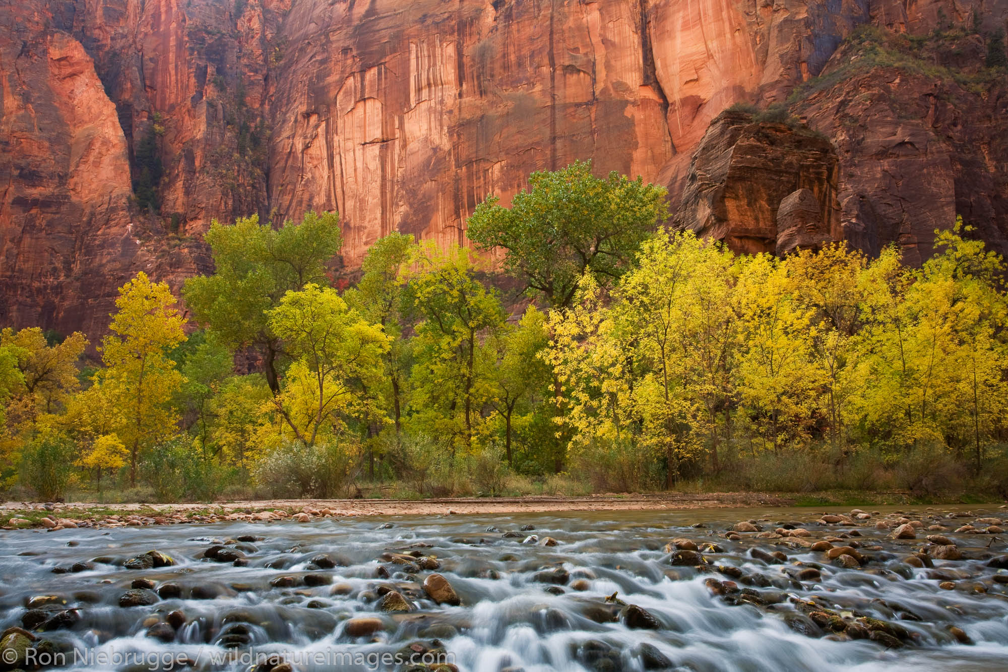 The Virgin River in the Temple of Sinawava, Zion National Park, Utah.