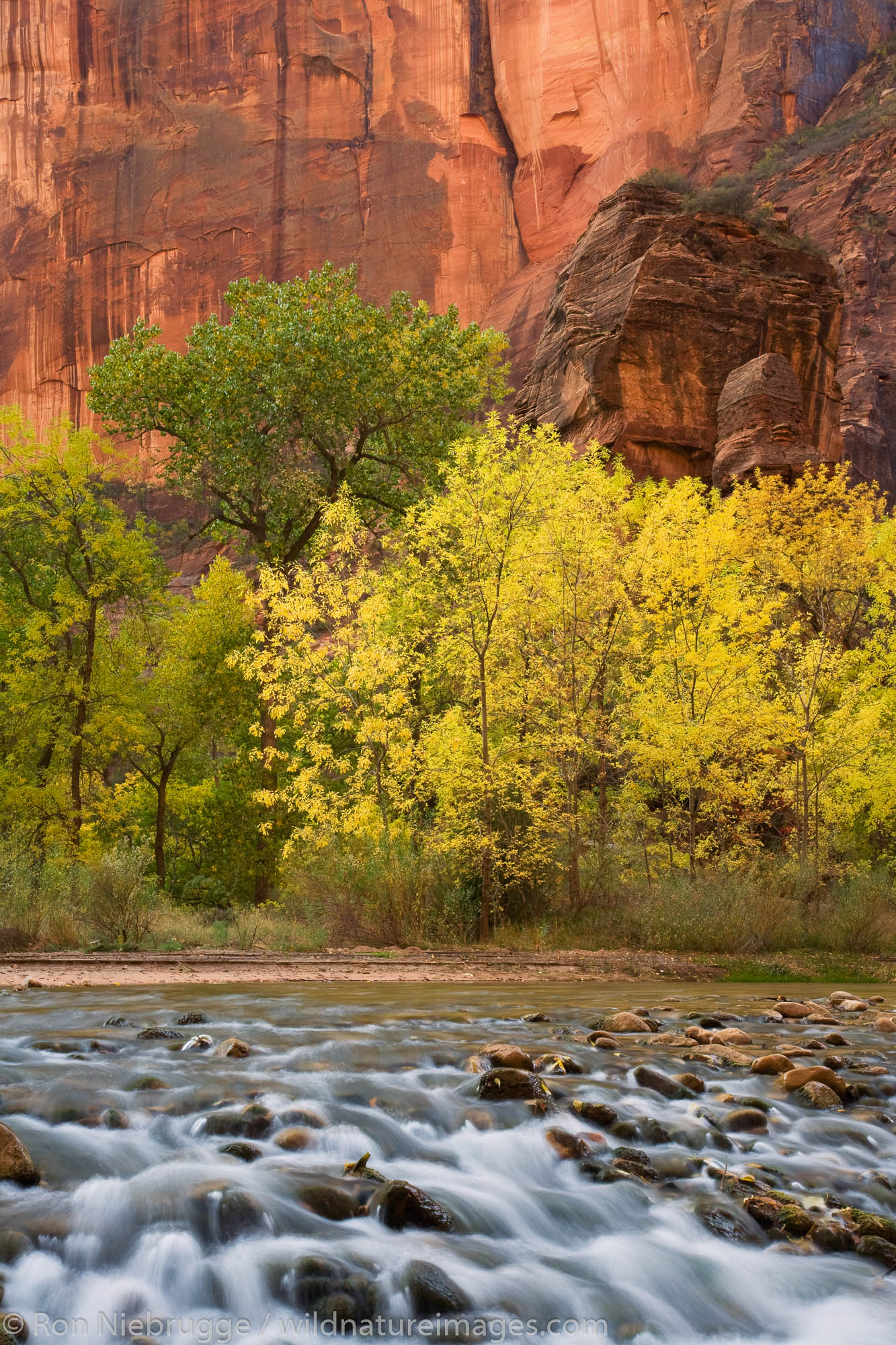 The Virgin River in the Temple of Sinawava, Zion National Park, Utah.