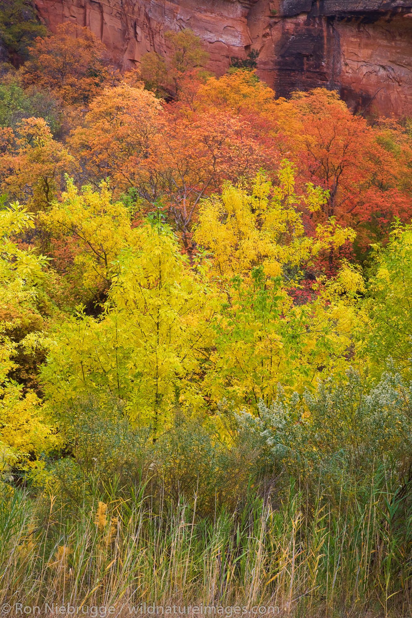 Autumn trees in Zion Canyon, Zion National Park, Utah.