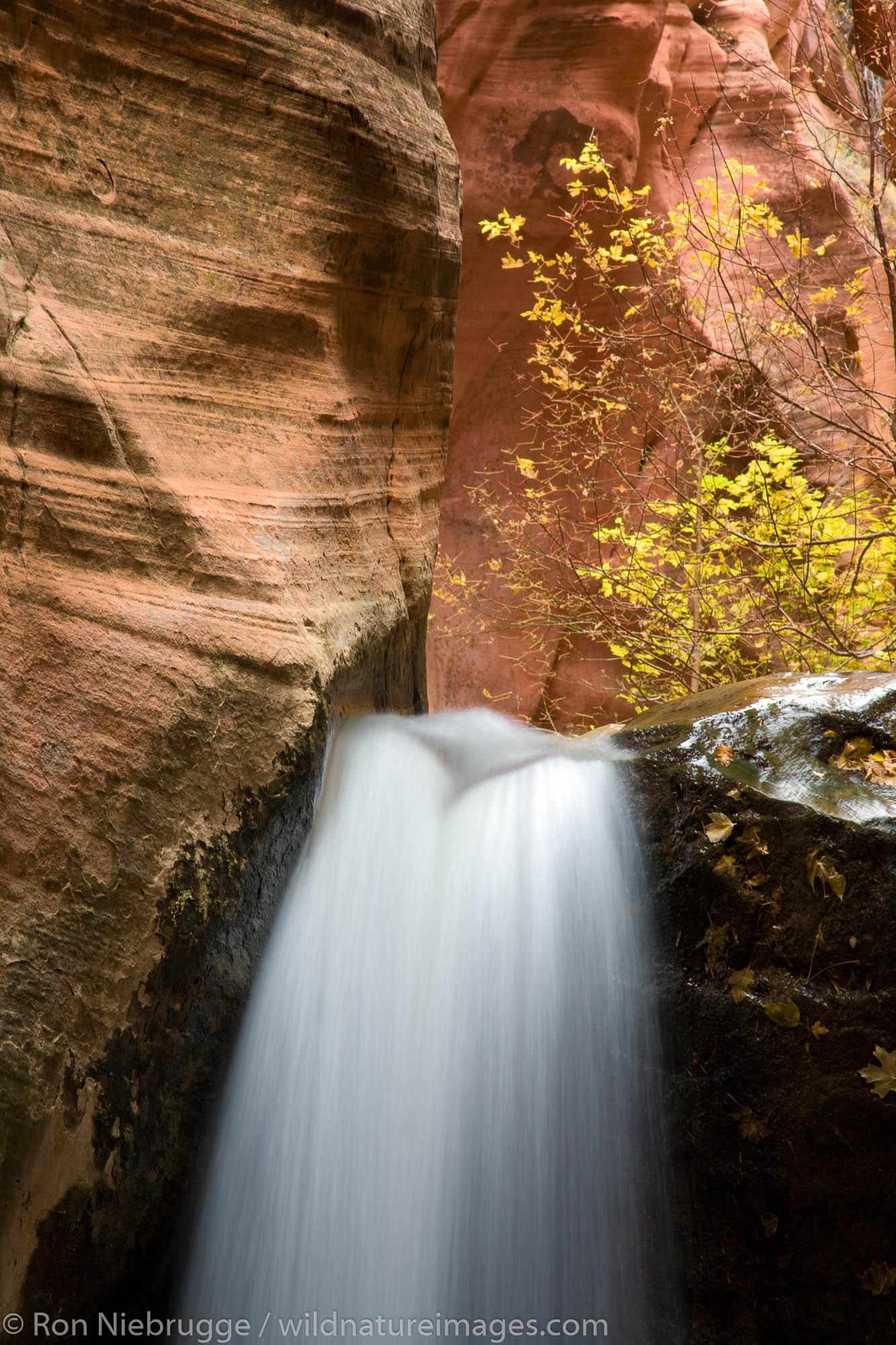 A stream in a small canyon near Zion National Park, Utah.