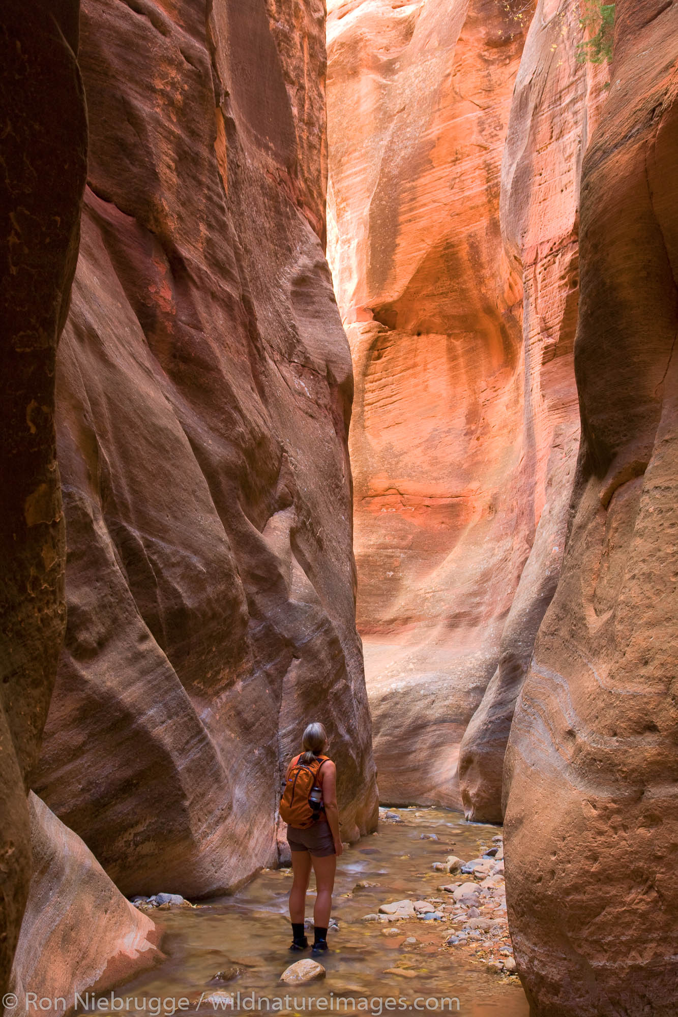 A hiker and a stream in a small canyon, Zion National Park, Utah.  (model released)