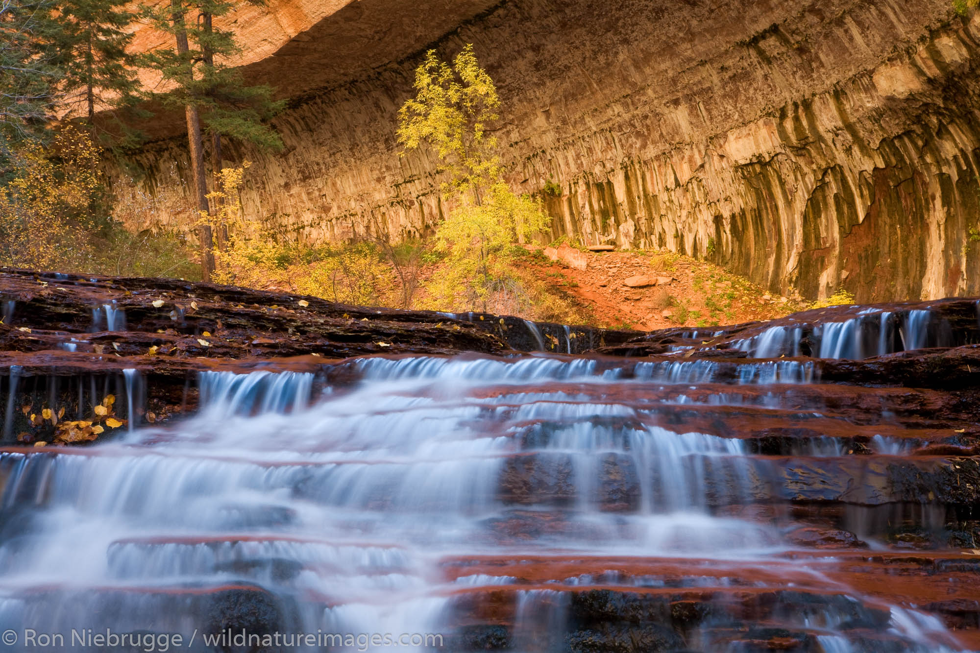 Left Fork of North Creek, Zion National Park, Utah.
