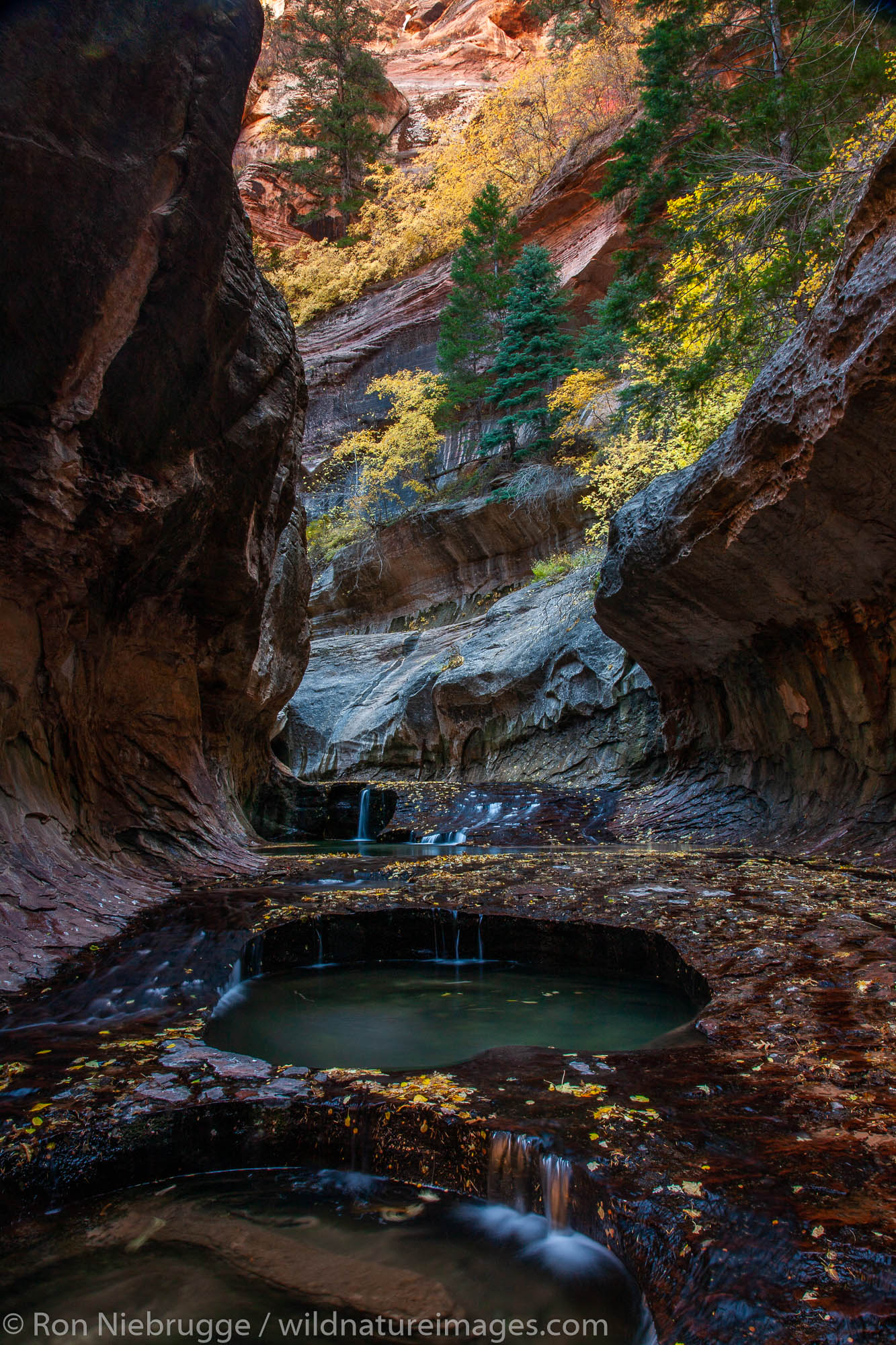 The Subway portion of Left Fork of North Creek, Zion National Park, Utah.