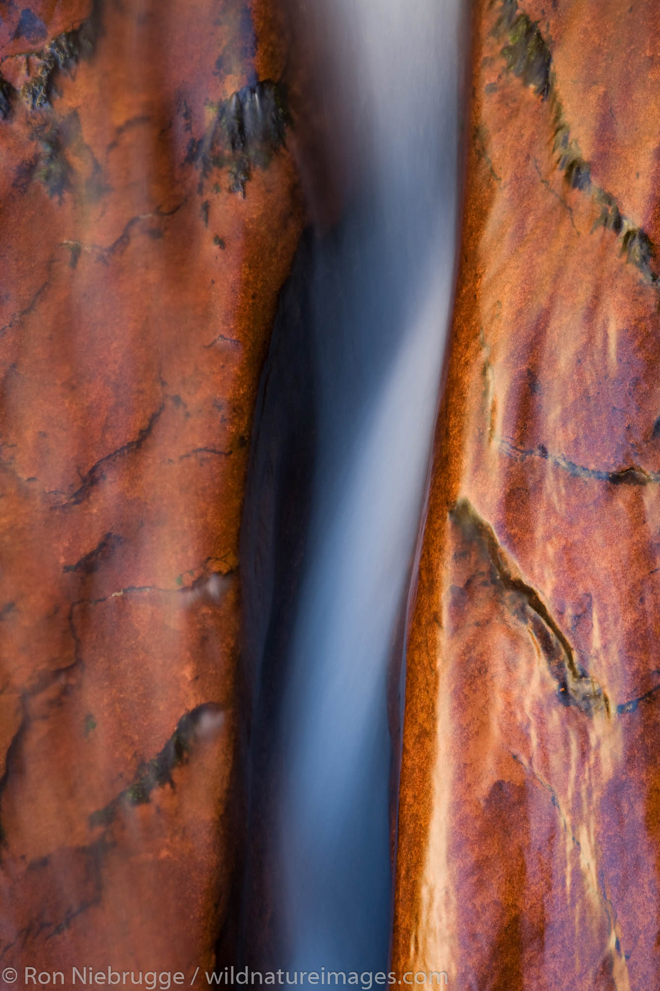 Left Fork of North Creek, Zion National Park, Utah.