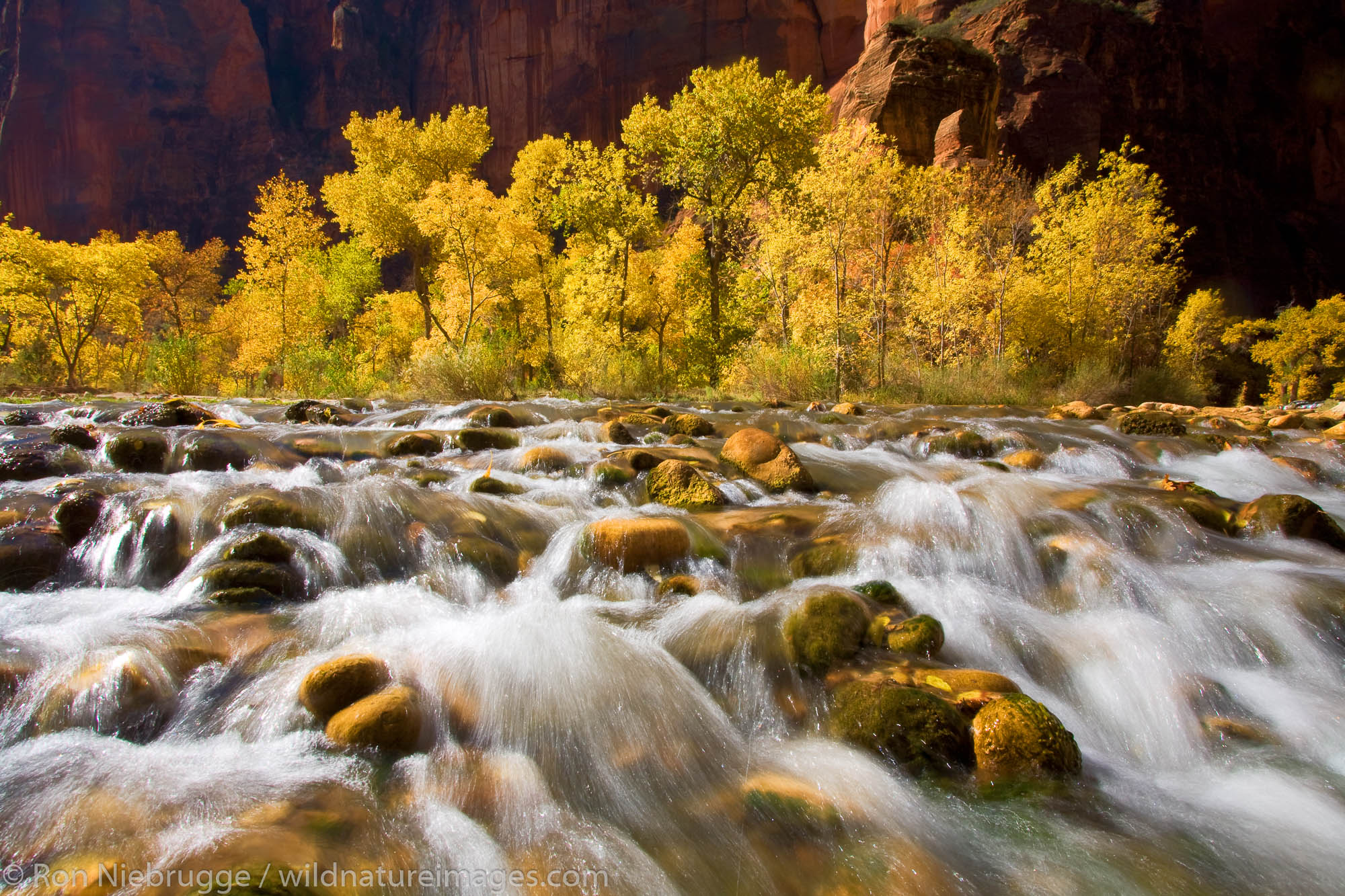 The Virgin River at the Temple of Sinawava, Zion National Park, Utah.