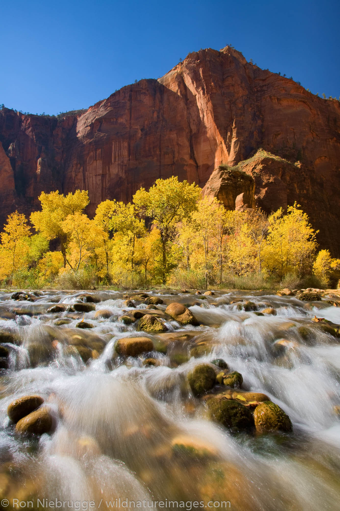 The Virgin River at the Temple of Sinawava, Zion National Park, Utah.