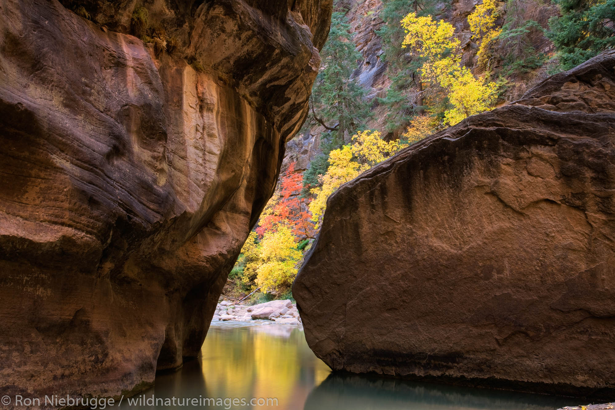 The Virgin River in the Zion Narrows, Zion National Park, Utah.