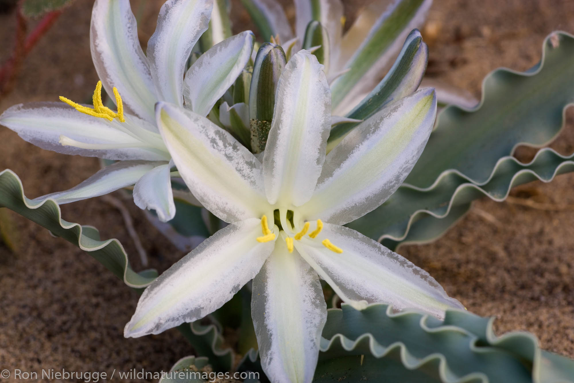 A Desert Lily (Hesperocallis undulata) wildflower Anza-Borrego Desert State Park, California.