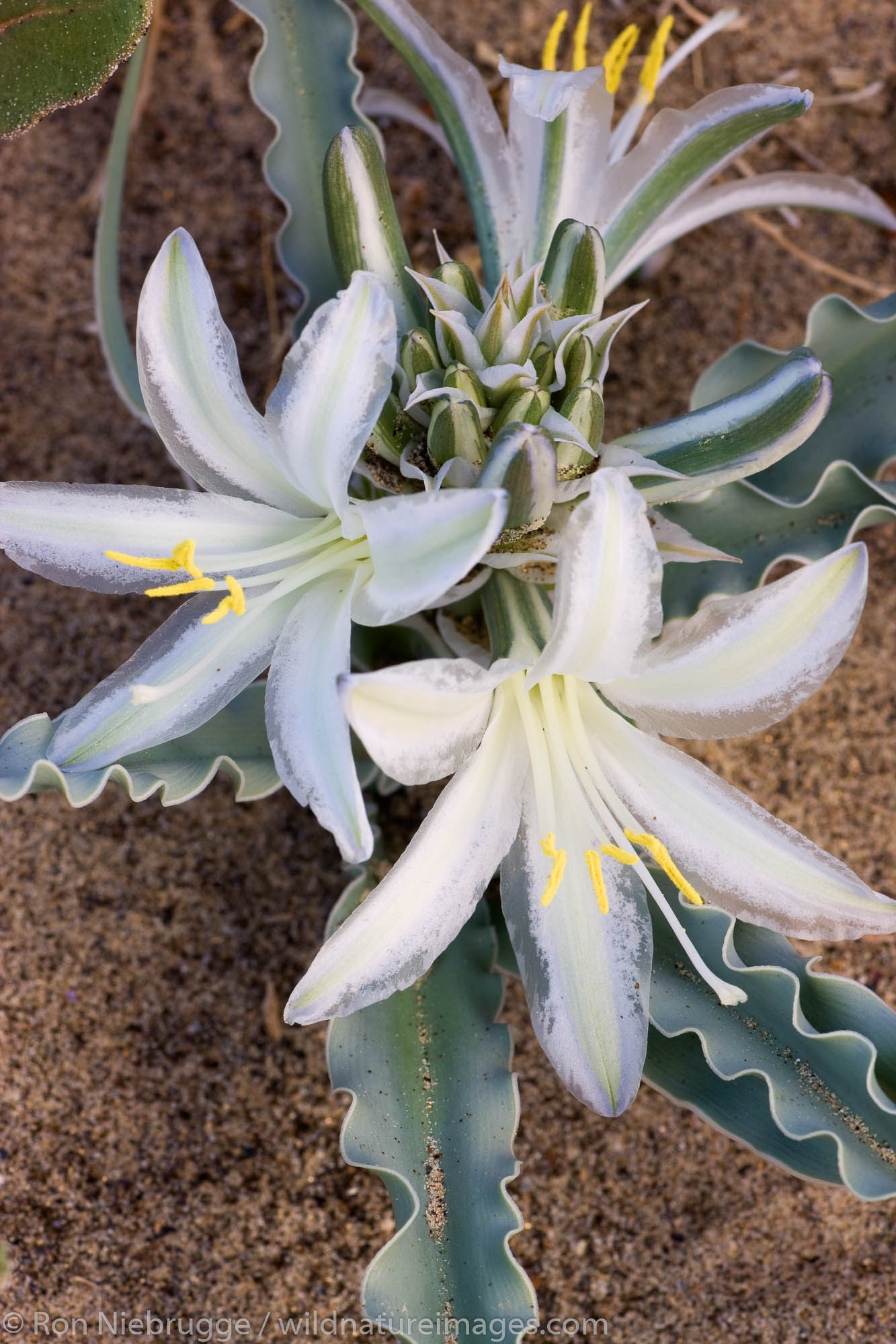 Desert Lily Anza Borrego Desert State Park, California. Photos by