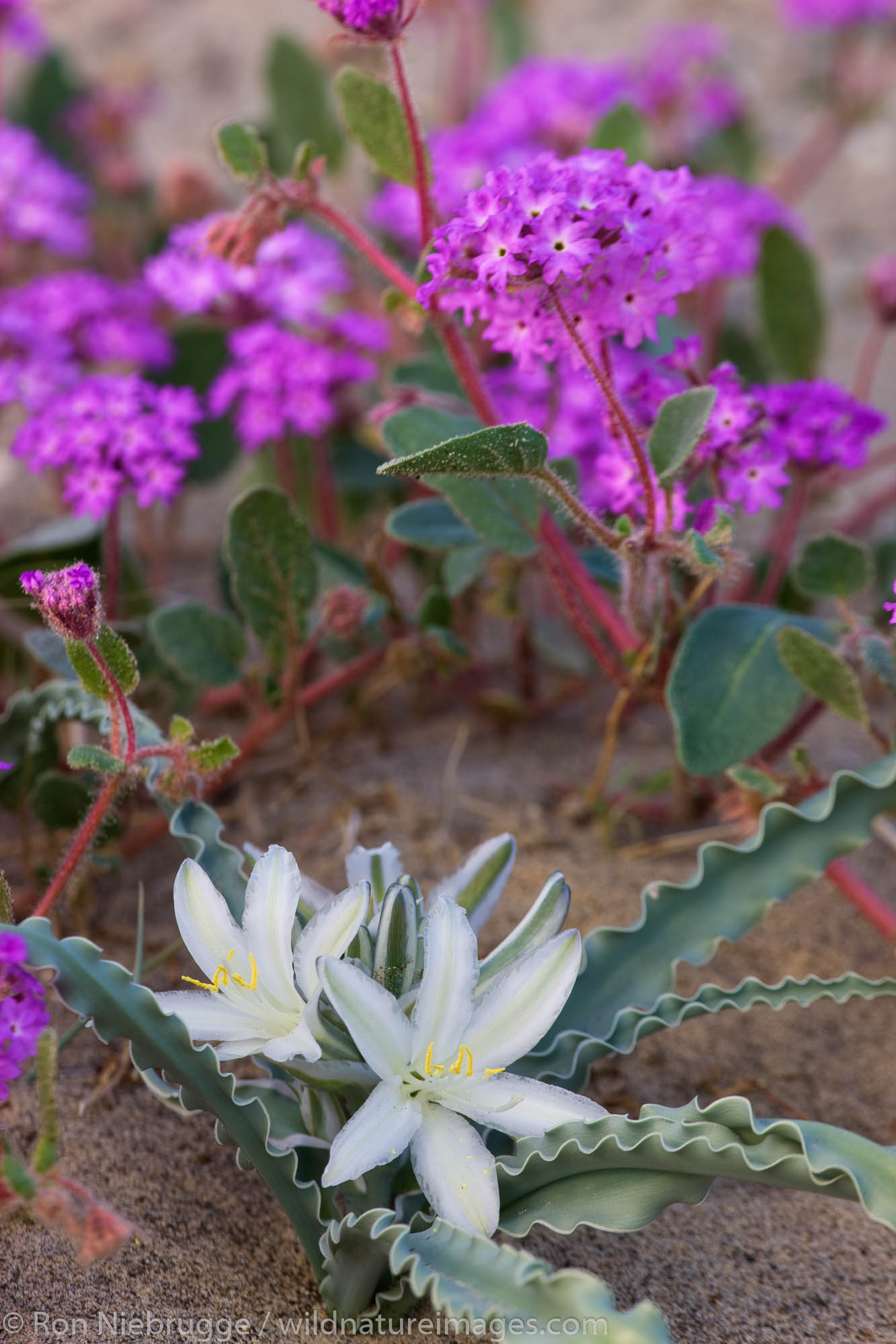 A Desert Lily (Hesperocallis undulata) and Desert Sand Verbena (Abronia villosa) wildflowers Anza-Borrego Desert State Park...