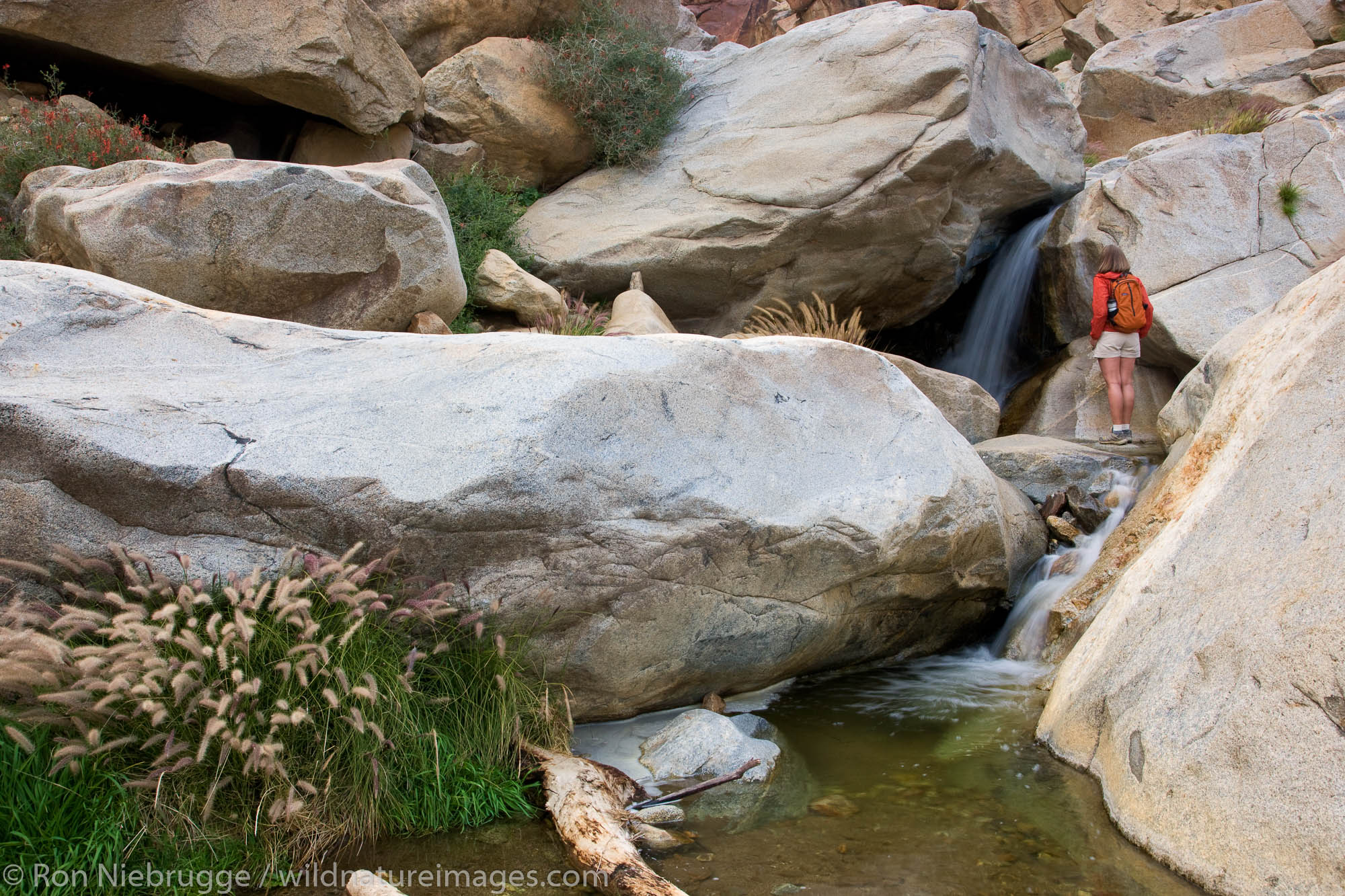 A hiker enjoys a waterfall at the First Palm Oasis, Borrego Palm Canyon, Anza-Borrego Desert State Park, California.  (model...