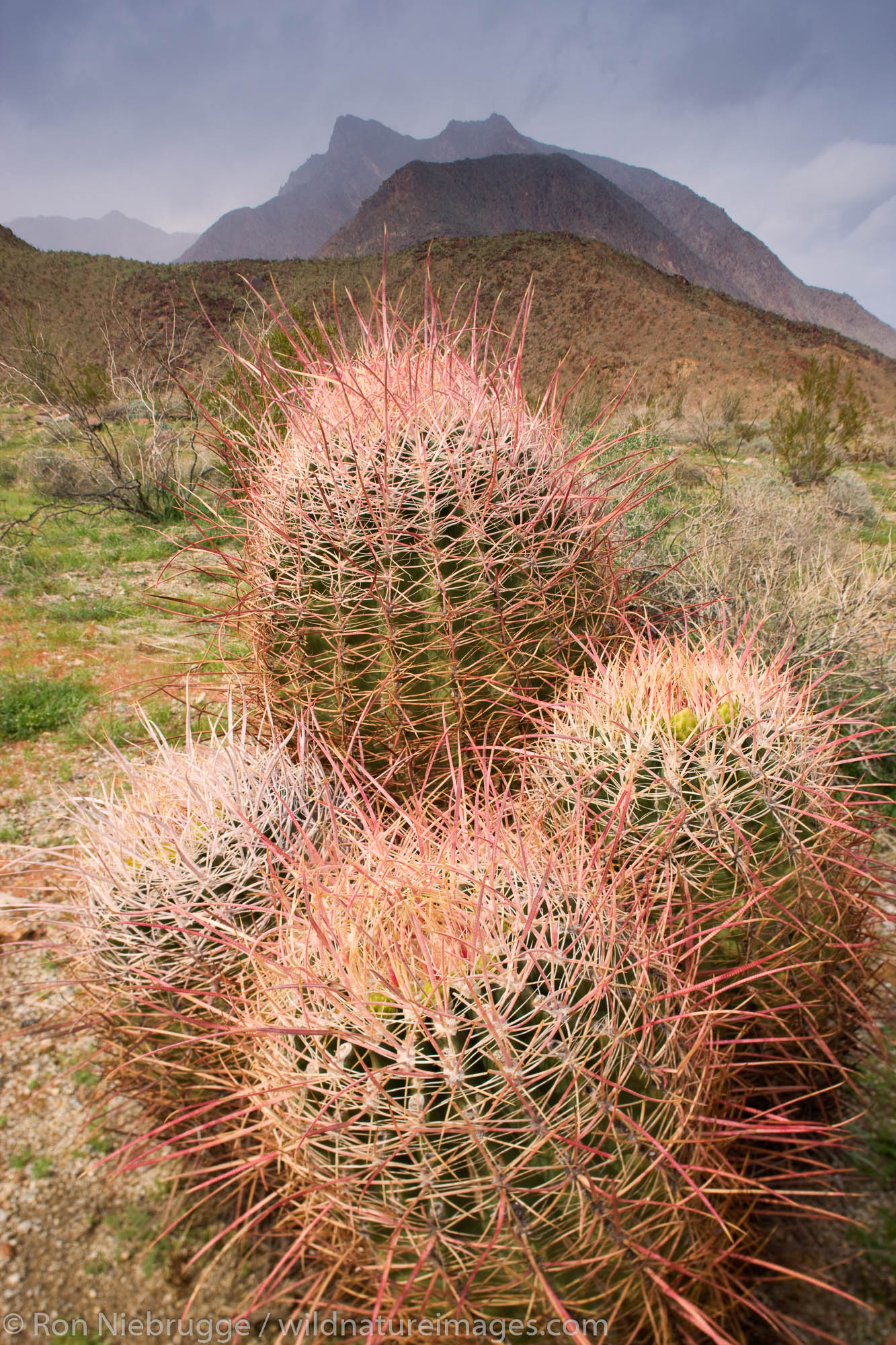 Southwestern Barrel Cactus (Ferocatus wislizenii) and the mountains near Hellhole Canyon during a storm, Anza-Borrego Desert...