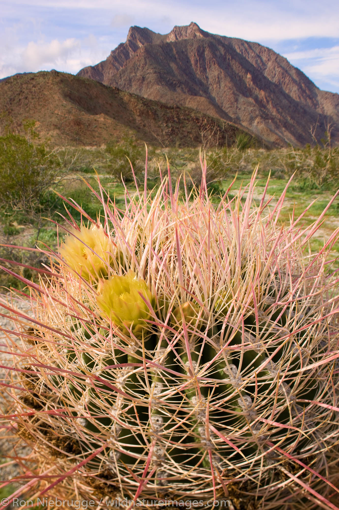 Southwestern Barrel Cactus (Ferocatus wislizenii) and the mountains near Hellhole Canyon during a storm, Anza-Borrego Desert...