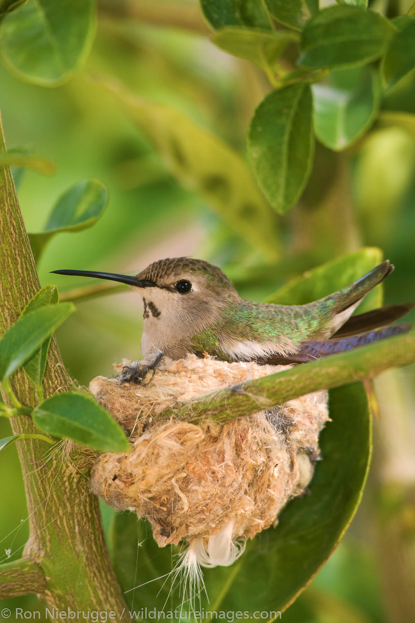 Anna's Hummingbird (Calypte anna) at a nest in Anza-Borrego Desert State Park, California.