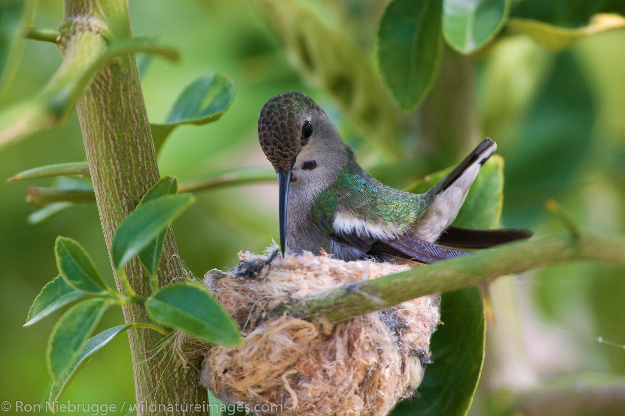 Anna's Hummingbird (Calypte anna) at a nest in Anza-Borrego Desert State Park, California.
