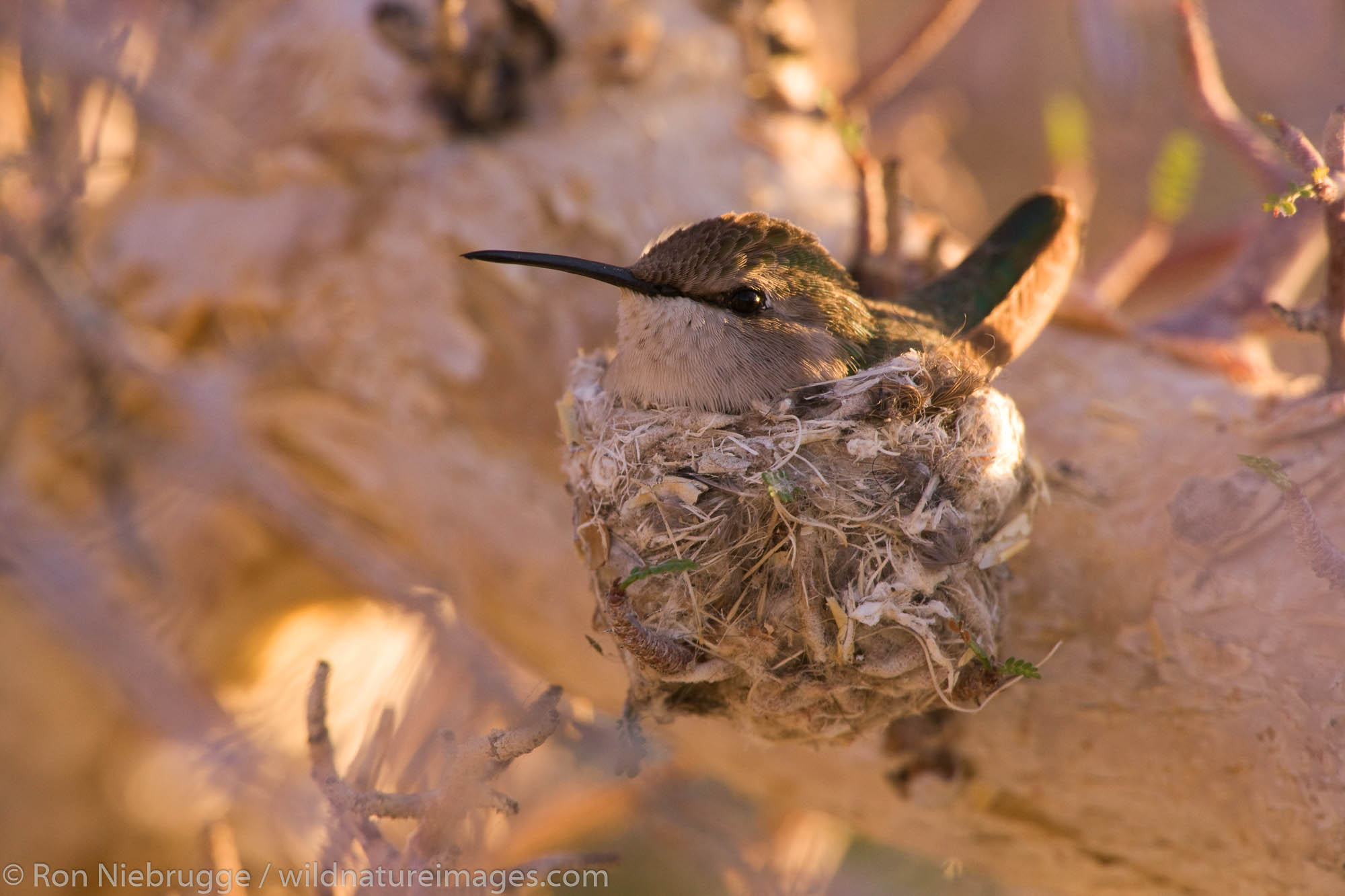 Costa's Hummingbird, (Calypte costae) on a nest in Anza-Borrego Desert State Park, California.