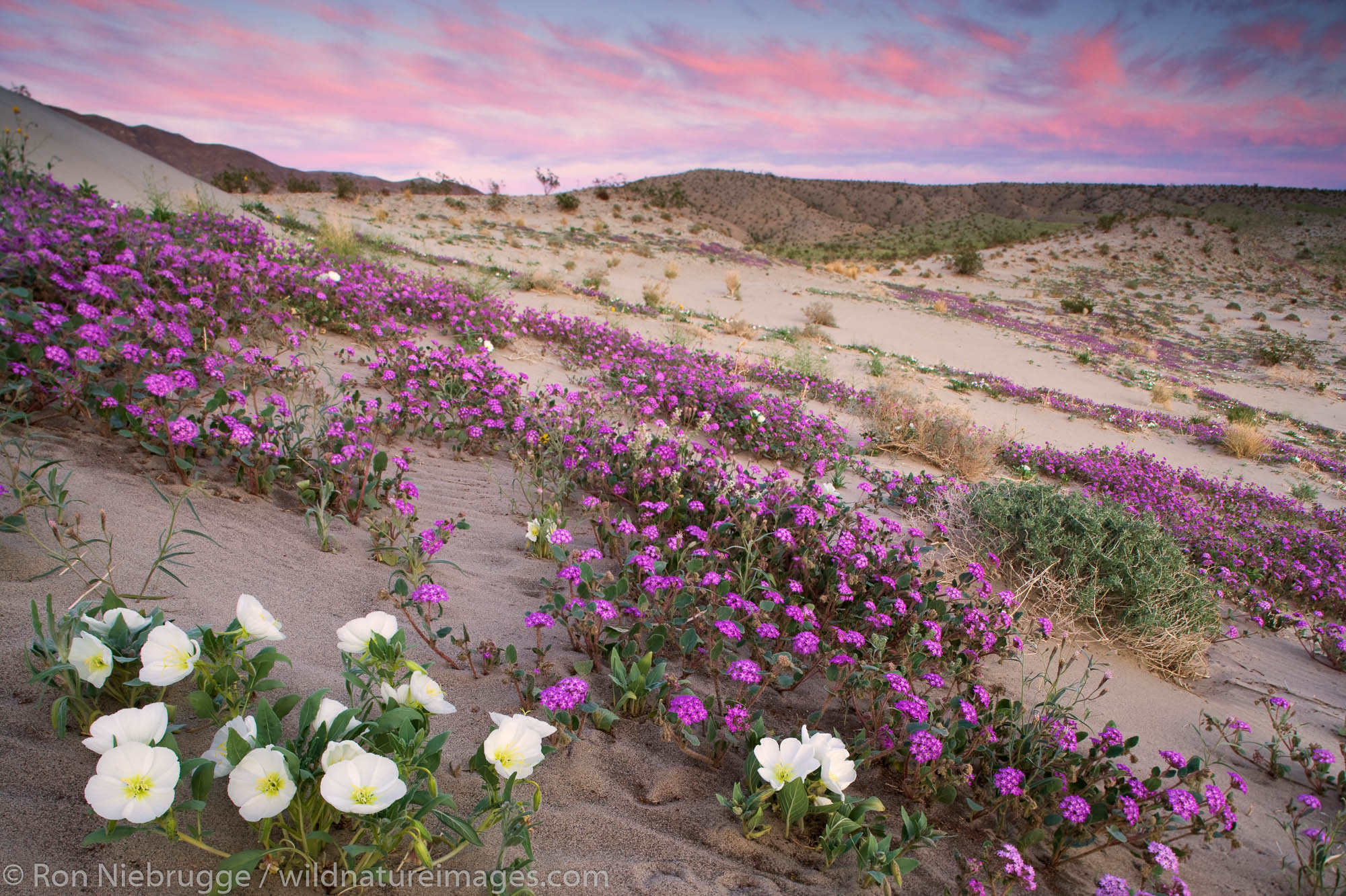 Wildflowers, Desert Sand Verbena (Abronia villosa), and Dune Evening Primrose (Oenothera deltoides),  Anza-Borrego Desert State...