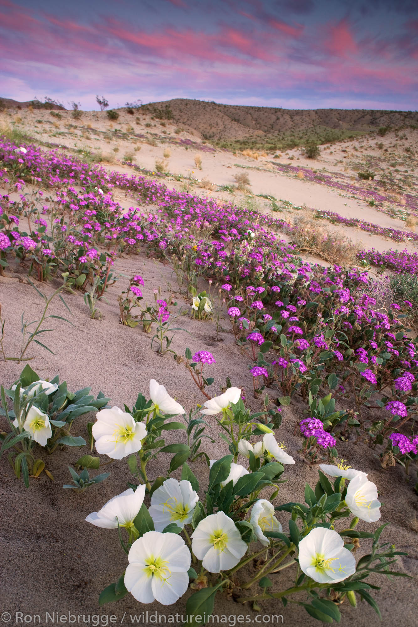 Wildflowers, Desert Sand Verbena (Abronia villosa), and Dune Evening Primrose (Oenothera deltoides),  Anza-Borrego Desert State...