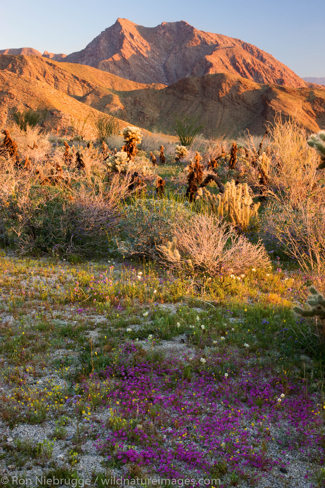 Wildflowers in Hellhole Canyon, Anza-Borrego Desert State Park, California.