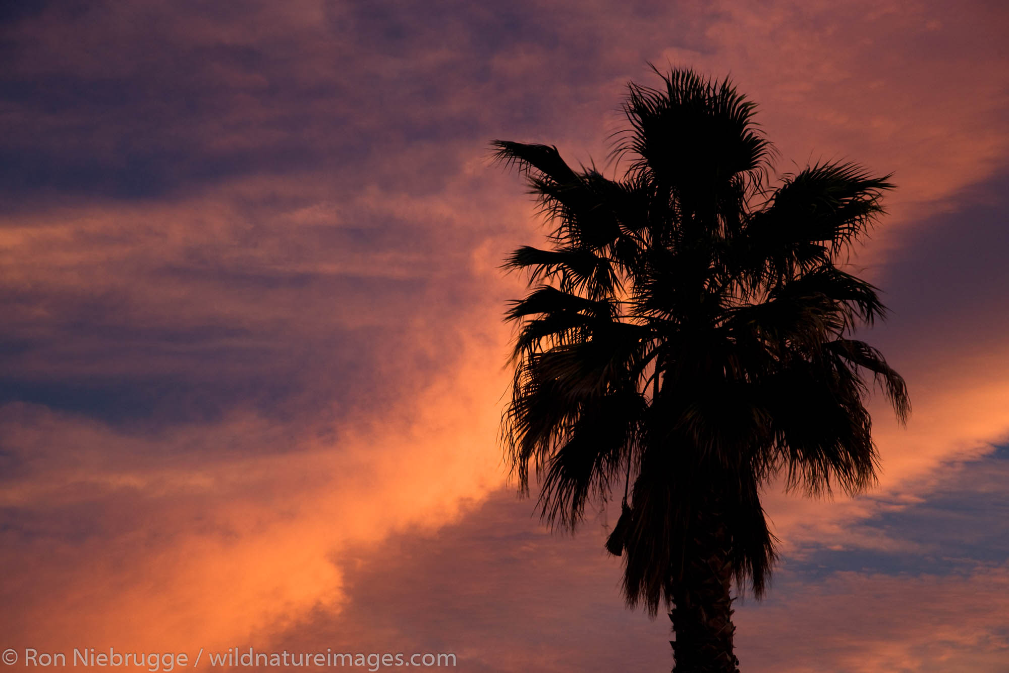 Palm Trees in Borrego Springs, near Anza-Borrego Desert State Park, California.