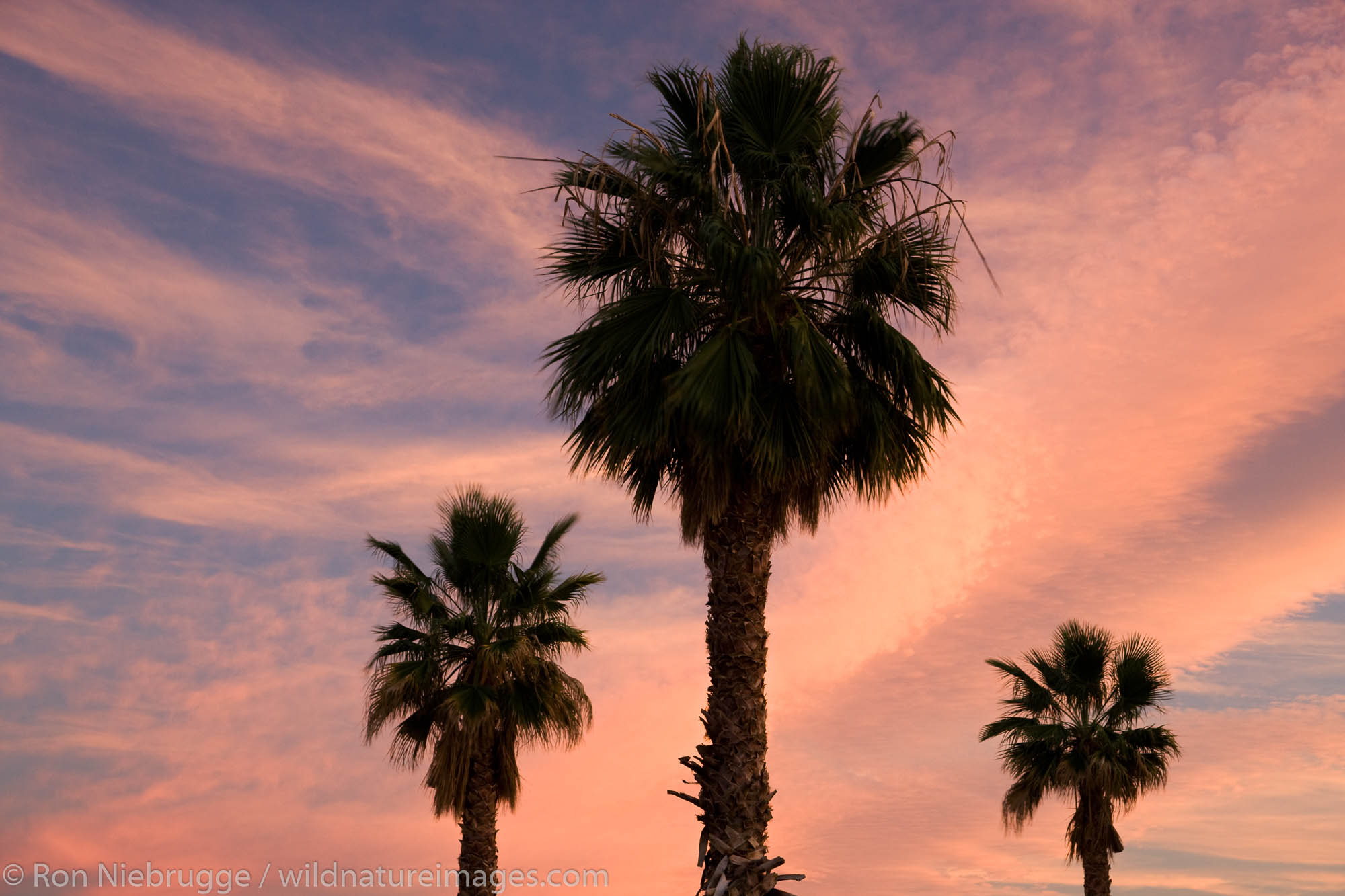 Palm Trees in Borrego Springs, near Anza-Borrego Desert State Park, California.