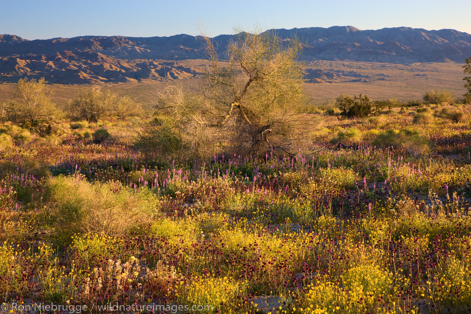 Wildflowers in Joshua Tree National Park, California.