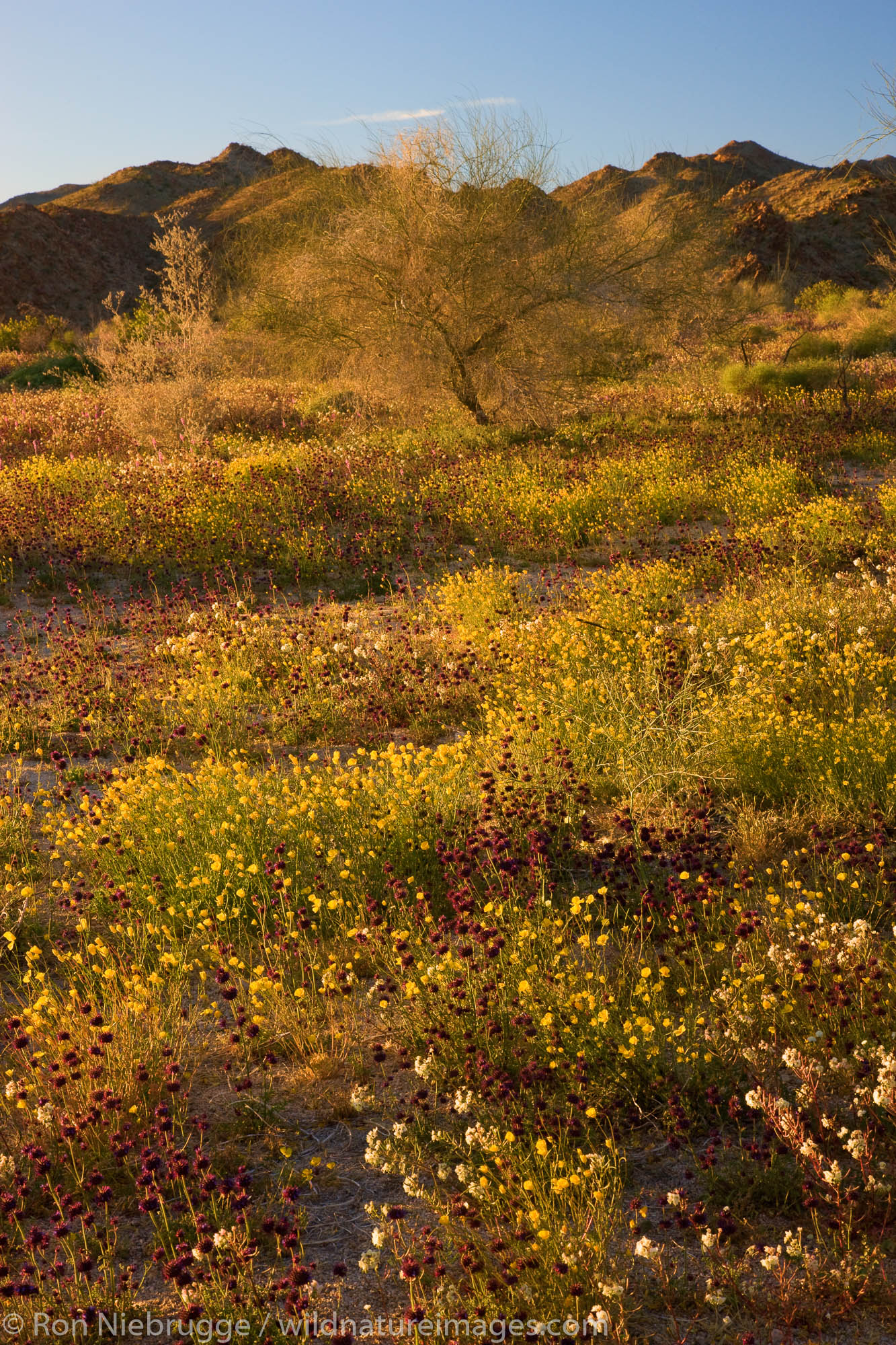 Wildflowers in Joshua Tree National Park, California.