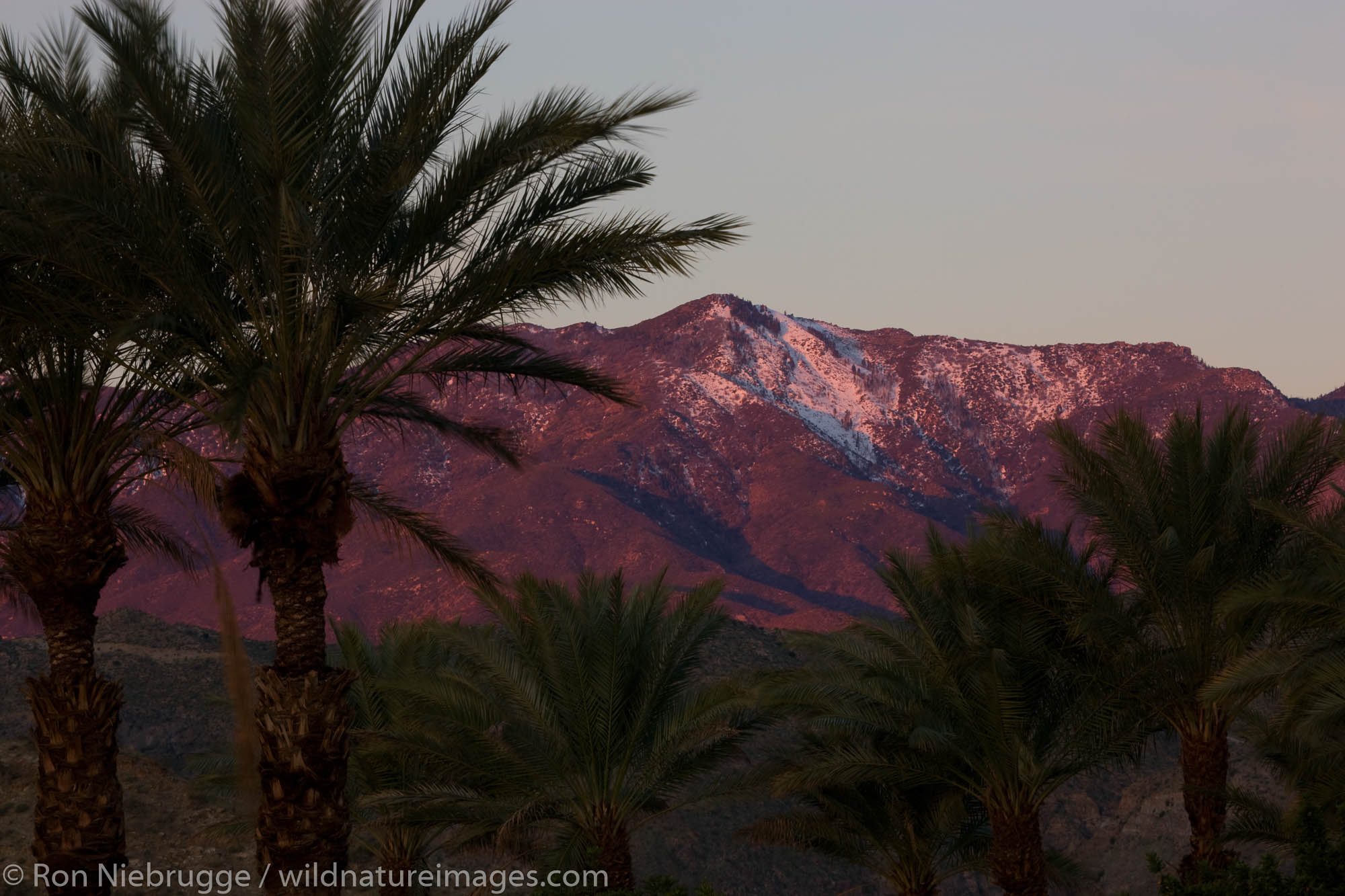 Palm Trees silhouetted against the San Jacinto Mountains, Rancho Mirage, California.