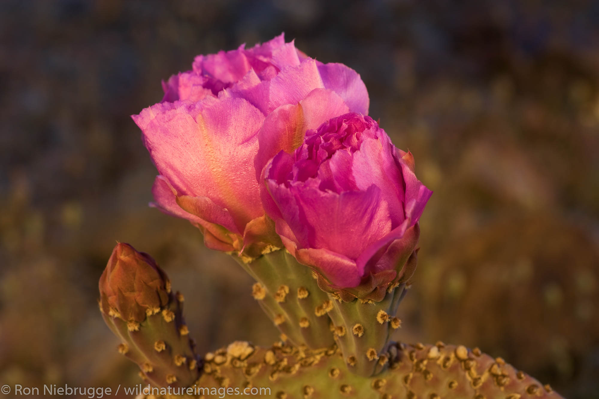 Beavertail Cactus (Opuntia basilaris) bloom, Rancho Mirage, California.