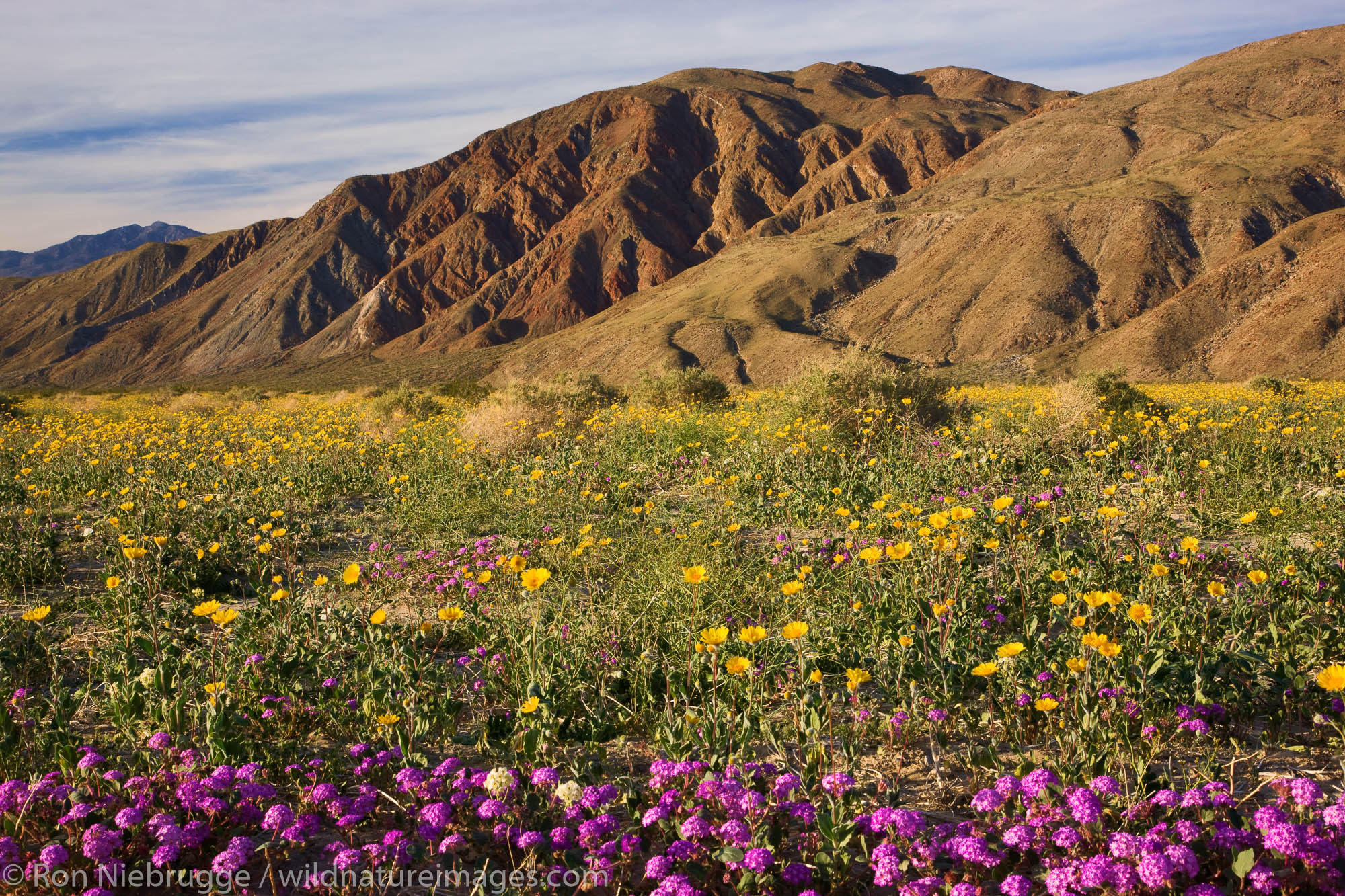Desert Gold (Geraea canescens) wildflowers, Anza-Borrego Desert State Park, California.
