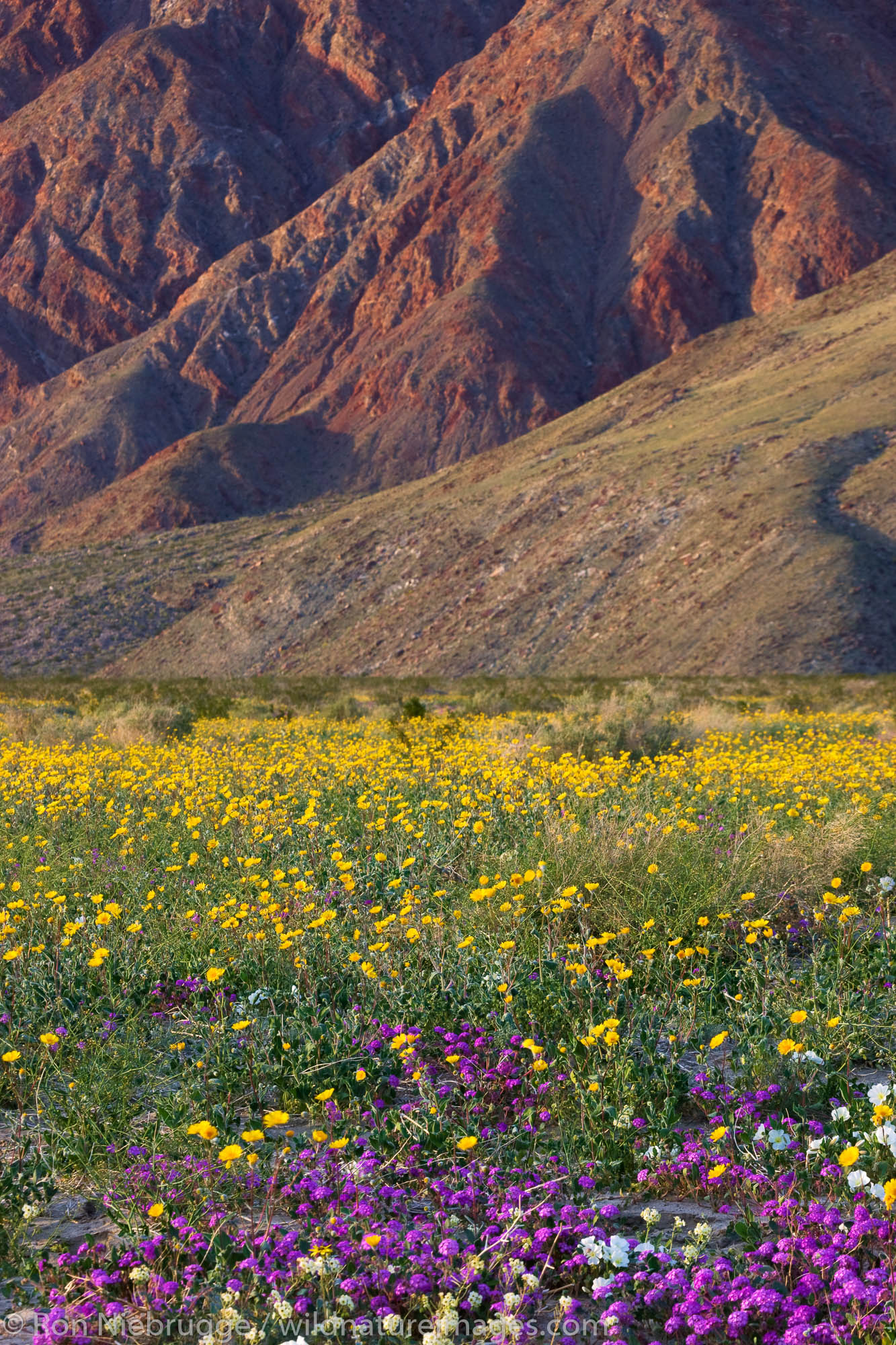 Desert Gold (Geraea canescens) wildflowers, Anza-Borrego Desert State Park, California.