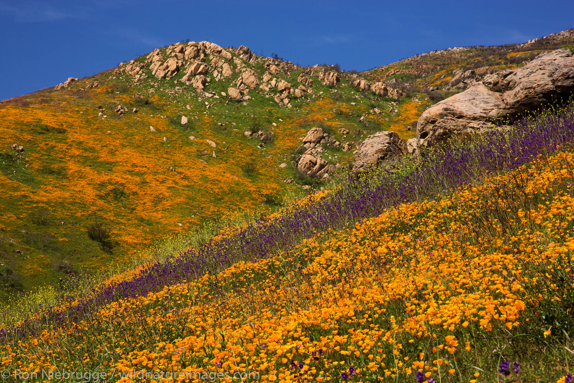 Wildflowers, primarily California Poppy (Papaveraceae: Eschscholzia californica) and Parry Phacelia (Hydrophyllaceae: Phacelia...