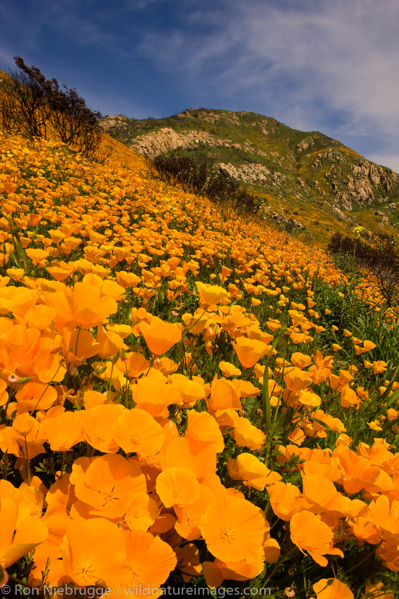 Wildflowers, primarily California Poppy (Papaveraceae: Eschscholzia californica) and Parry Phacelia (Hydrophyllaceae: Phacelia...
