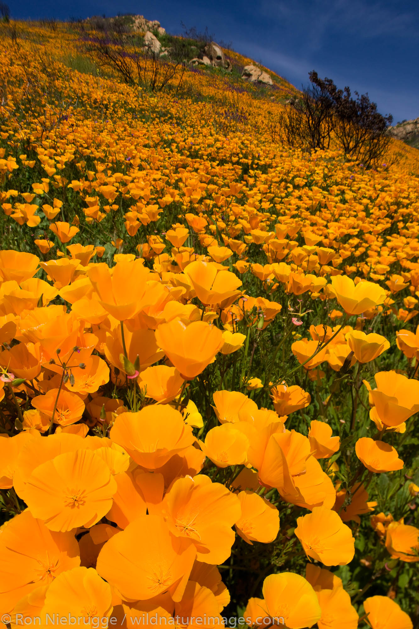 Wildflowers, primarily California Poppy (Papaveraceae: Eschscholzia californica) and Parry Phacelia (Hydrophyllaceae: Phacelia...