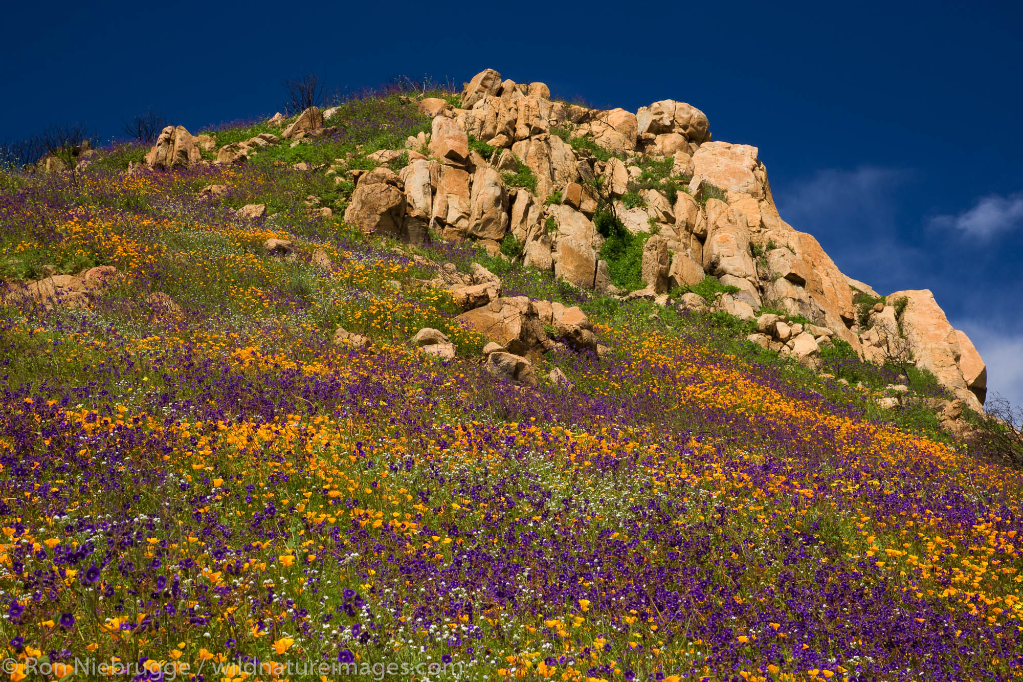 Wildflowers, primarily California Poppy (Papaveraceae: Eschscholzia californica) and Parry Phacelia (Hydrophyllaceae: Phacelia...