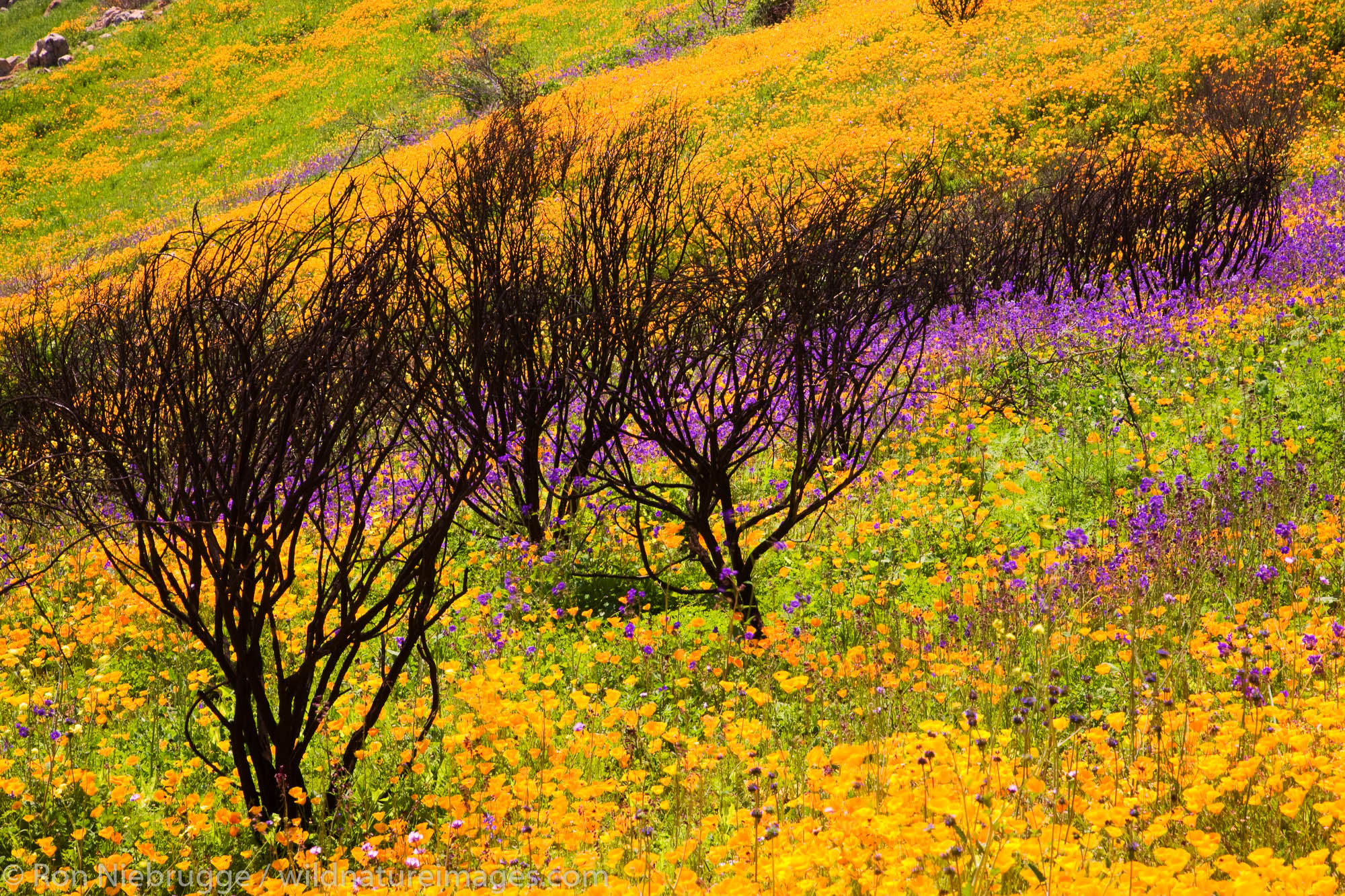 Wildflowers, primarily California Poppy (Papaveraceae: Eschscholzia californica) and Parry Phacelia (Hydrophyllaceae: Phacelia...