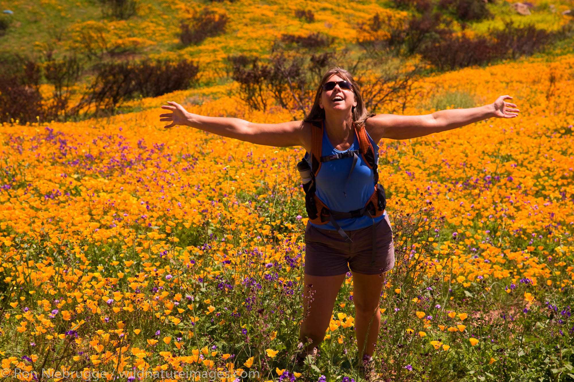 A hiker enjoying the wildflowers, primarily California Poppy (Papaveraceae: Eschscholzia californica) and Parry Phacelia (Hydrophyllaceae...