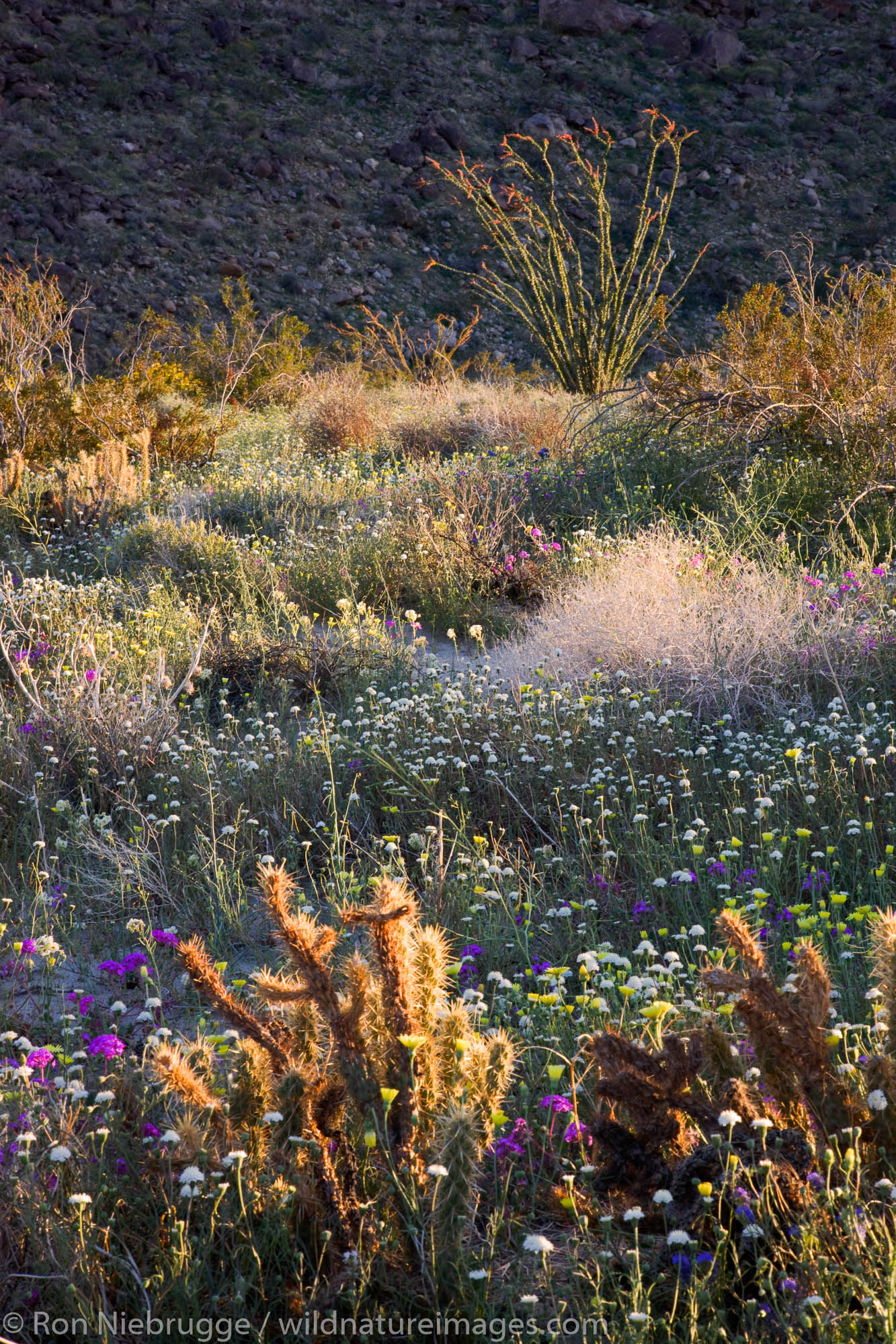 Desert wildflowers in Coyote Canyon, Anza-Borrego Desert State Park, California.