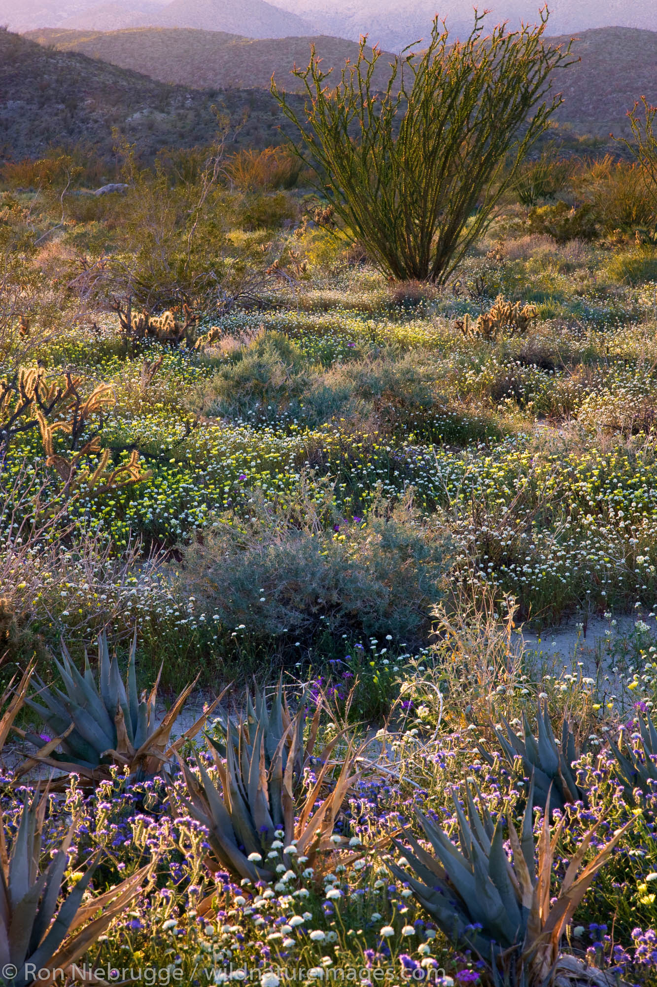 Desert wildflowers in Coyote Canyon, Anza-Borrego Desert State Park, California.
