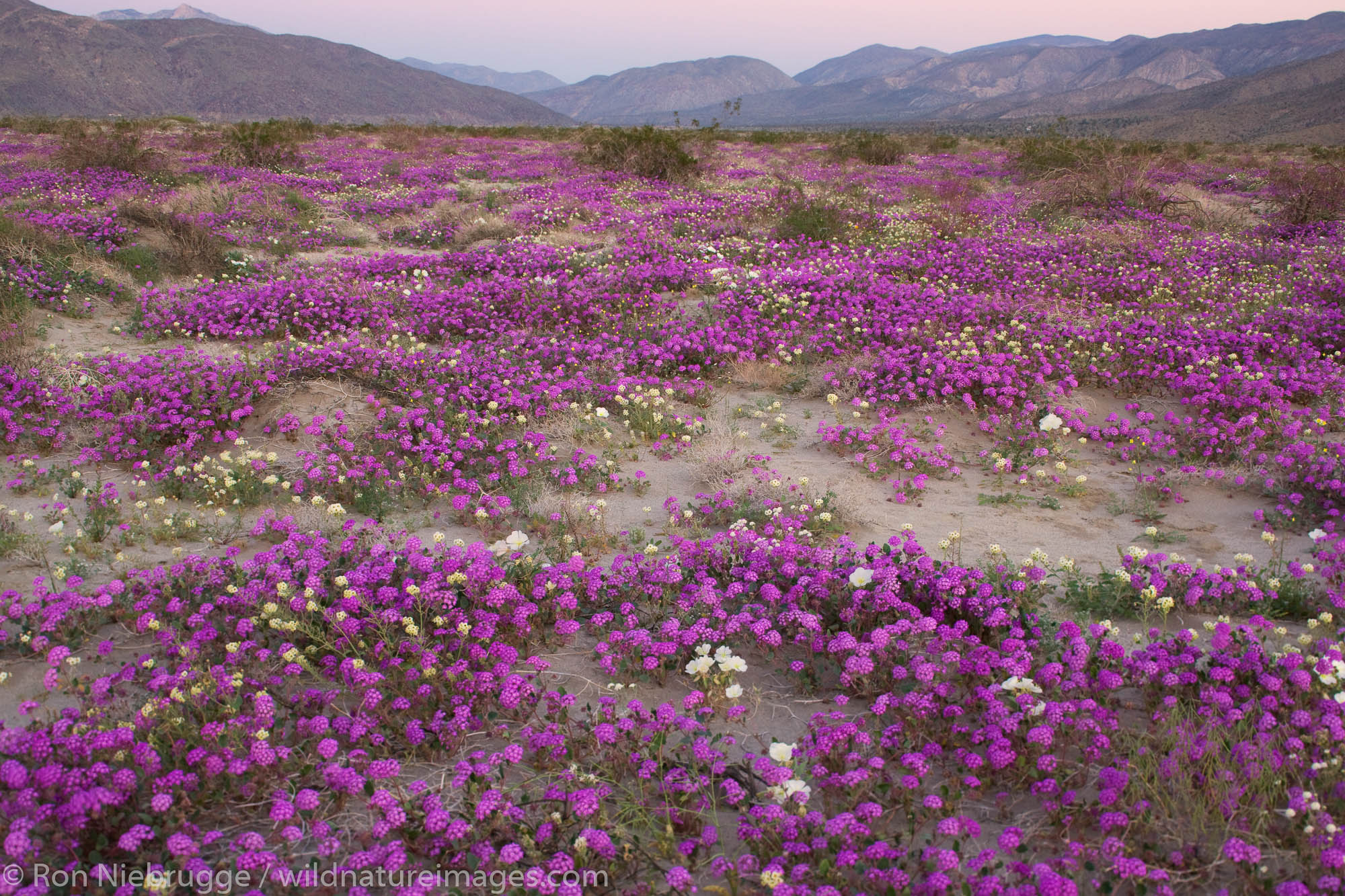 Wildflowers, Desert Sand Verbena (Abronia villosa) and Dune Evening Primrose (Oenothera deltoides),  Anza-Borrego Desert State...