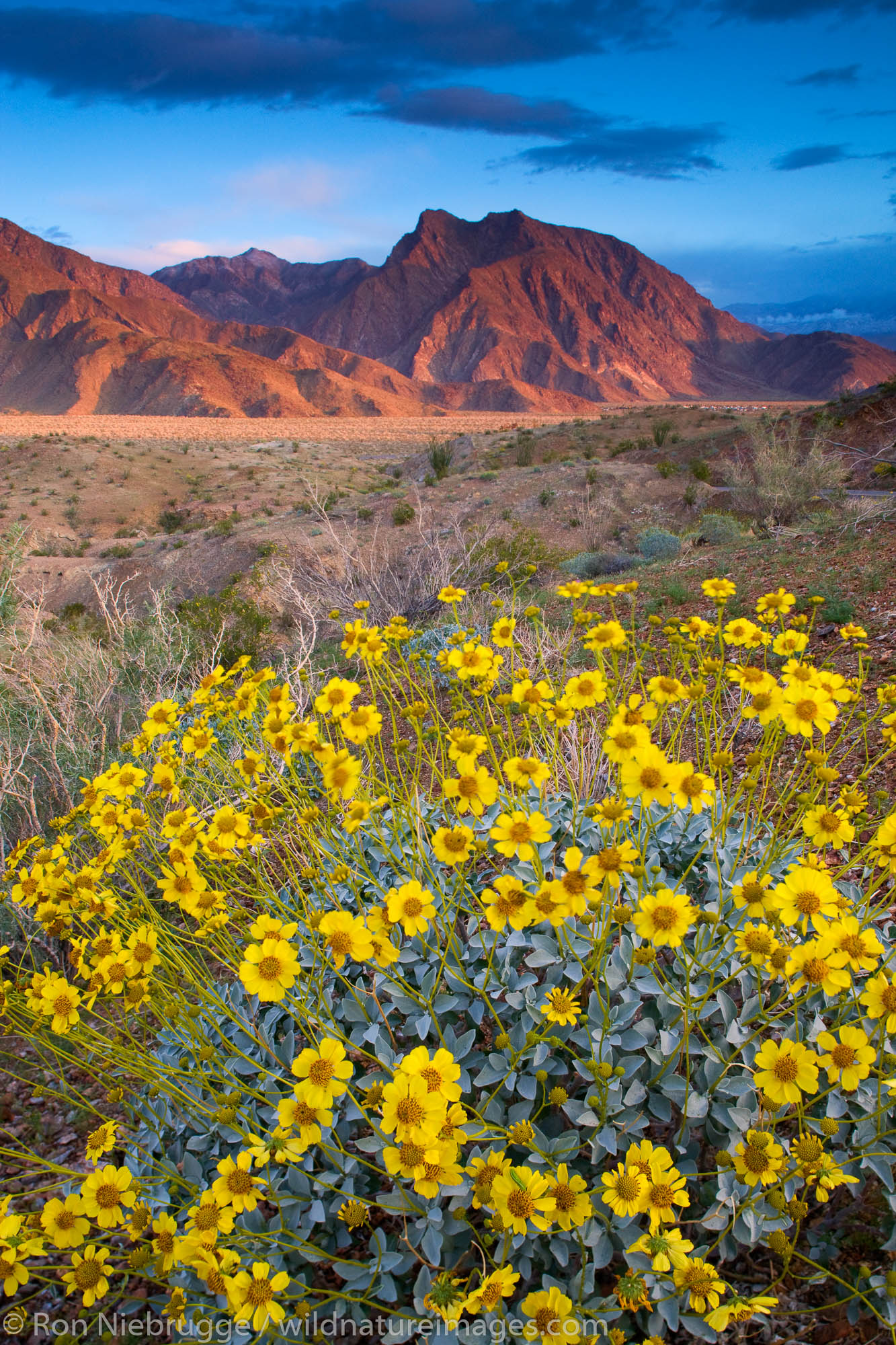 Looking into Hellhole Canyon with Brittlebush (Encelia farinosa) wildflowers in Anza-Borrego Desert State Park, California.