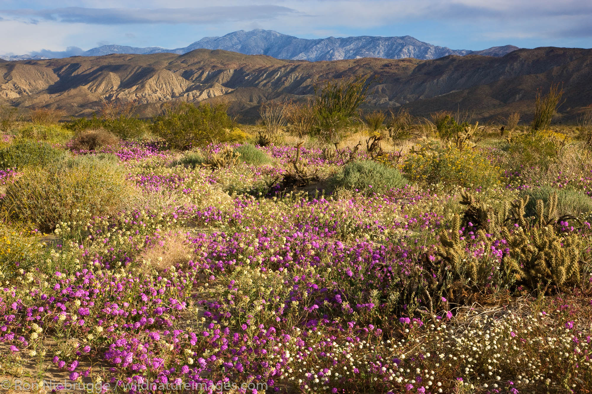 Wildflowers in Henderson Canyon, Anza-Borrego Desert State Park, California.