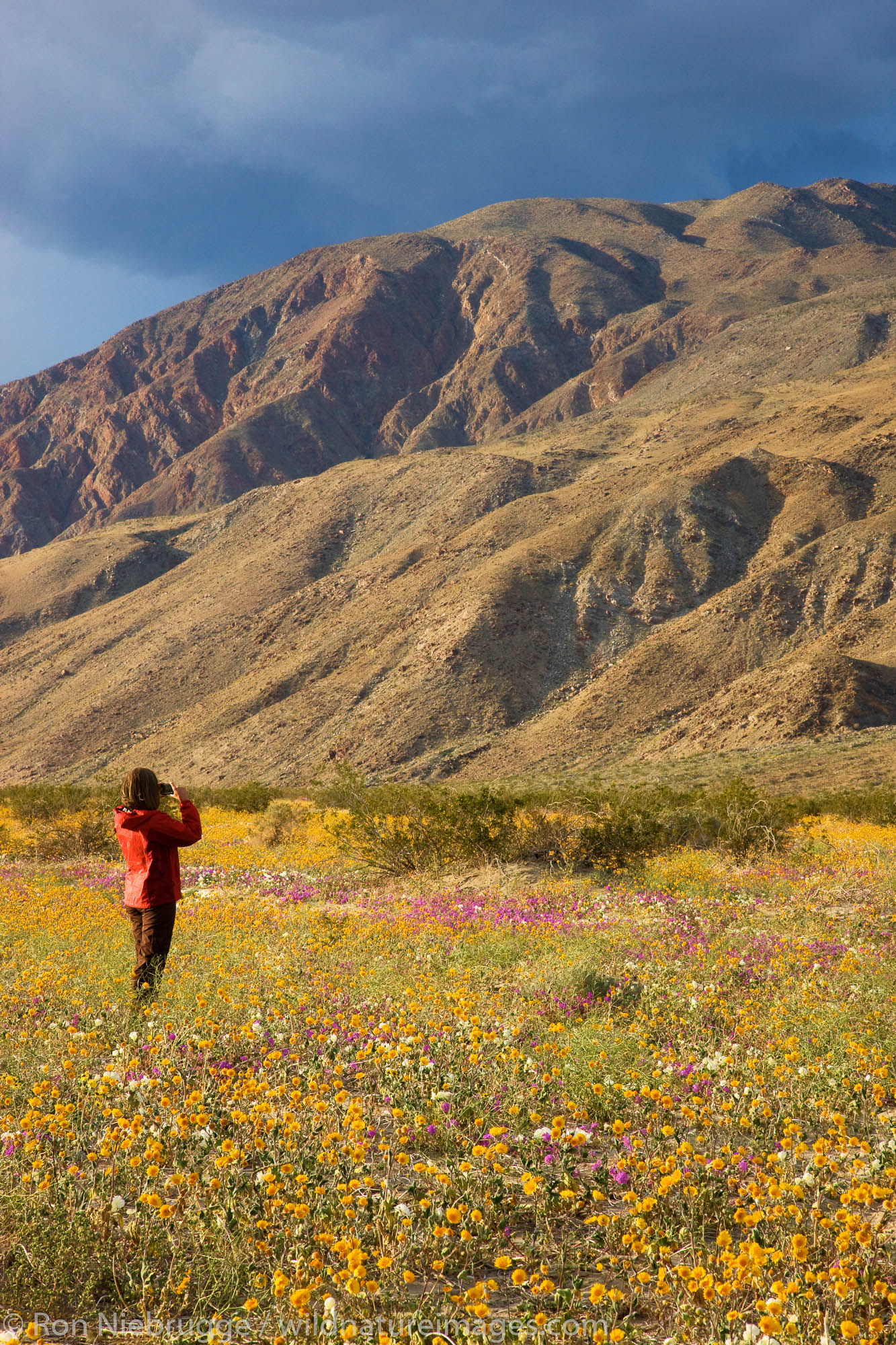 A visitor enjoying the wildflowers in Coyote Canyon including Desert Gold (Geraea canescens) Anza-Borrego Desert State Park...
