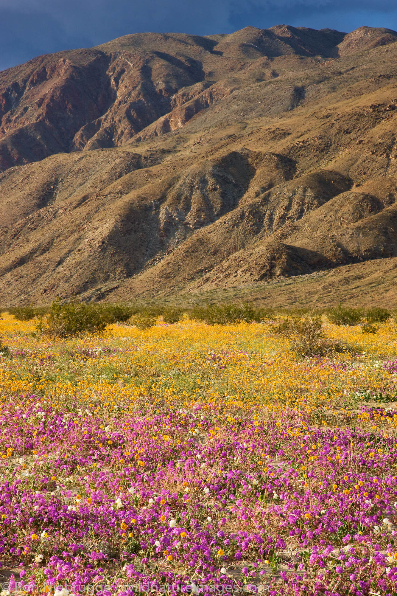 Wildflowers in Coyote Canyon including Desert Gold (Geraea canescens) and Desert Sand Verbena (Abronia villosa) Anza-Borrego...