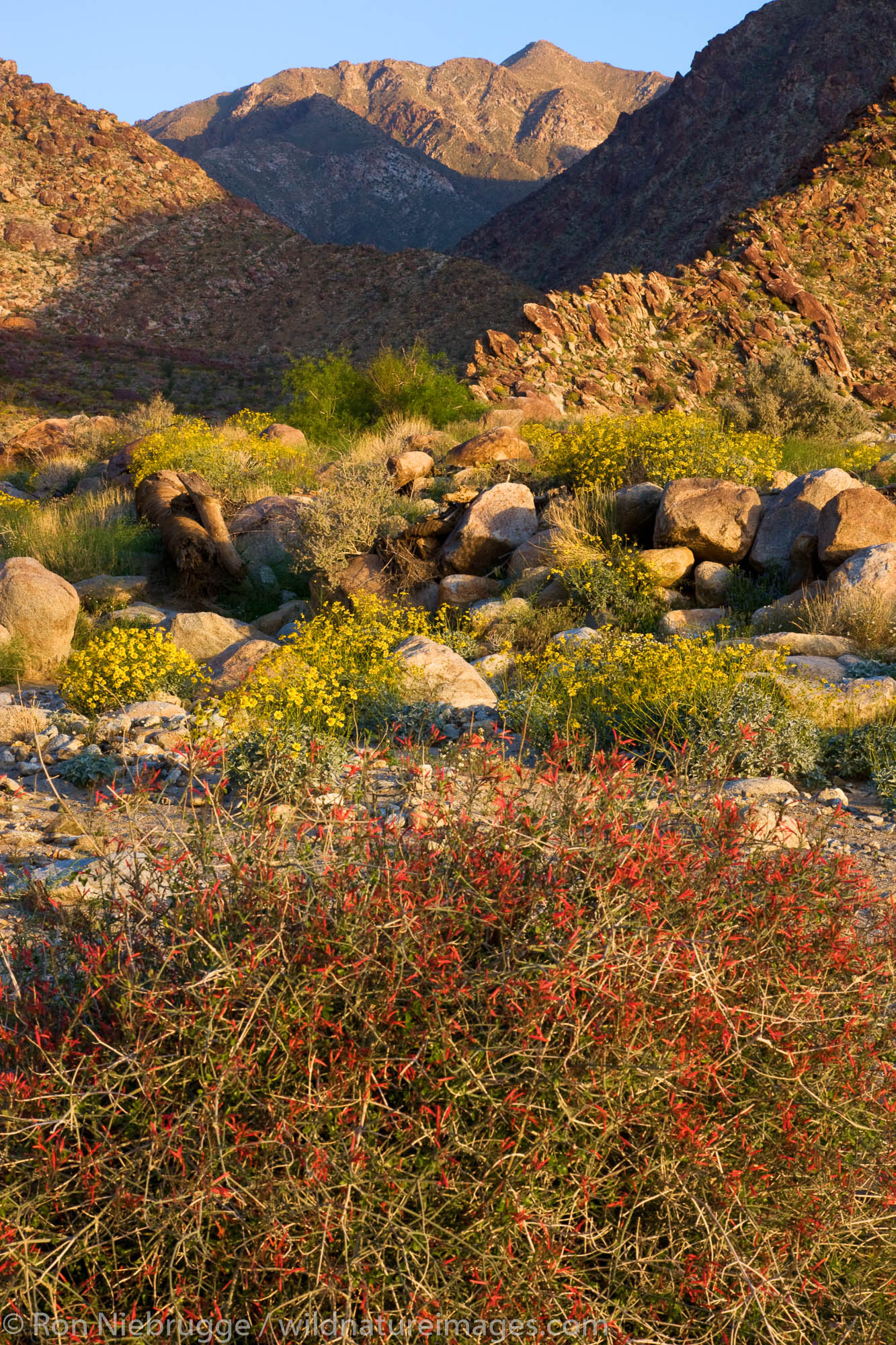 Wildflowers including brittlebush (Encelia farinose) and chuparosa (Justicia californica) in Borrego Palm Canyon, Anza-Borrego...