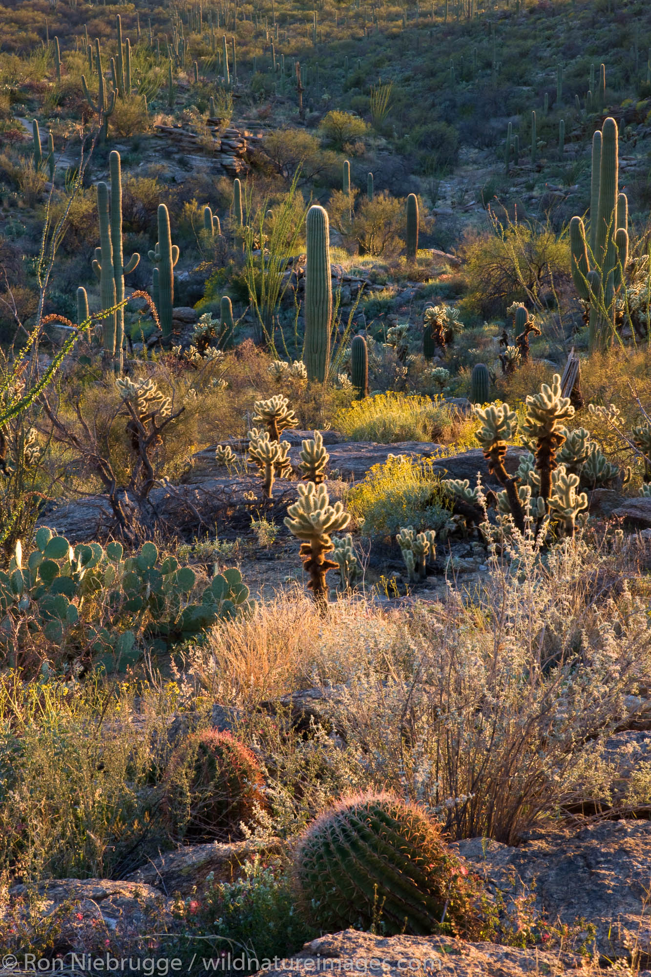Cactus and wildflowers in Saguaro East, Saguaro National Park, Tucson, Arizona.